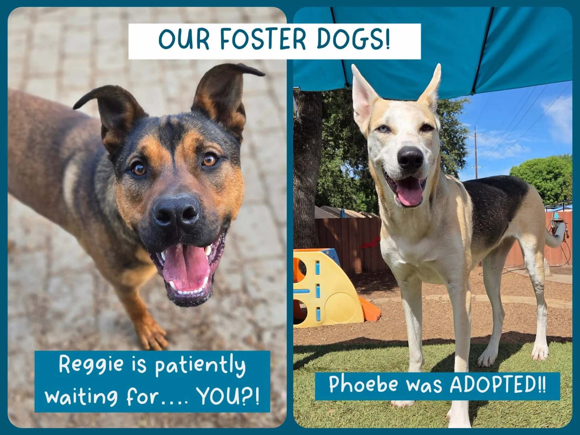 DOGS OF THE DAY! 7-13-26. Did you know about our commitment to helping shelter and rescue dogs? Since we opened our doors over 24 years ago we&rsquo;ve almost always had a foster dog - or 2 or 3 or more - in our care - over 200 dogs in total have bee