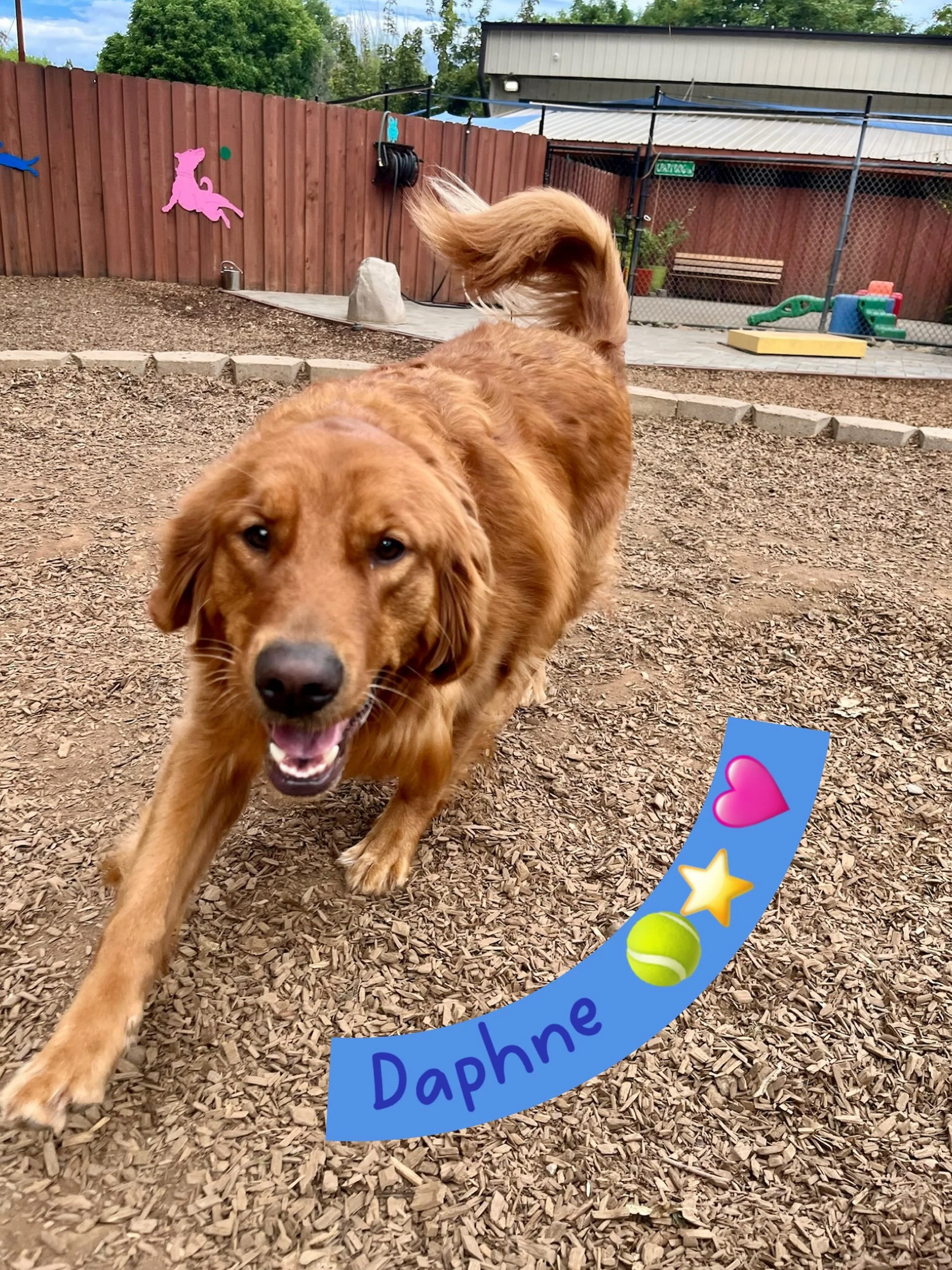 DOG OF THE DAY! 7-14-26. This beautiful Golden Retriever is Daphne! Darling Daphne is a grad of our foundations training program and a frequent vacationer with us. Daphne isn&rsquo;t the biggest fan of other dogs - she much prefers people - and that&