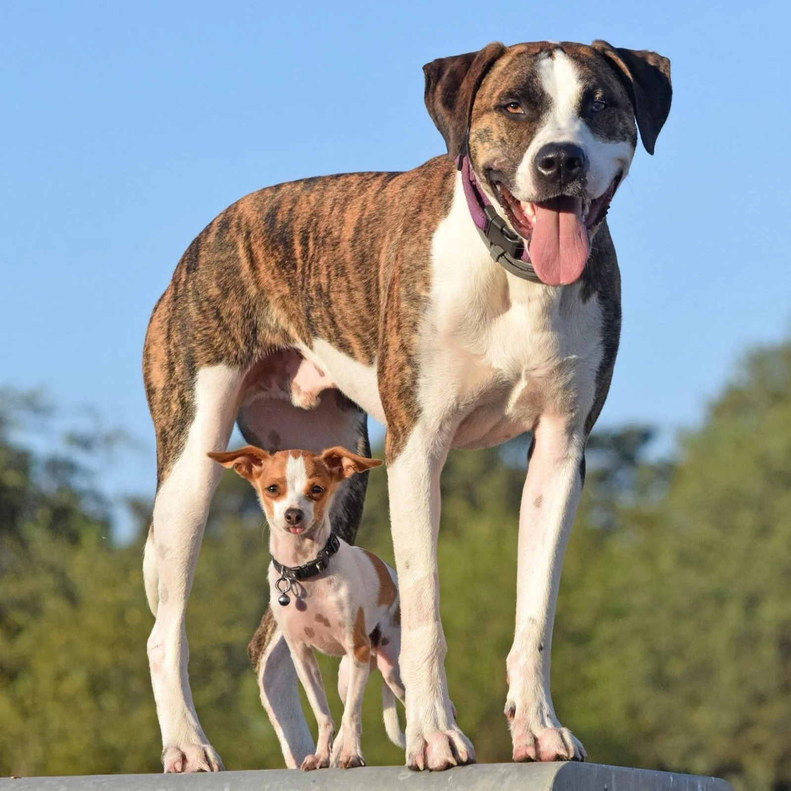 DOGS OF THE DAY! 7-15-26. Here is one of the all-time best photos in the history of dog photos! This is Woody (the big guy) and Samson (the little dude), both adopted from Northwest SPCA when they were just little puppies. In this photo they are abou
