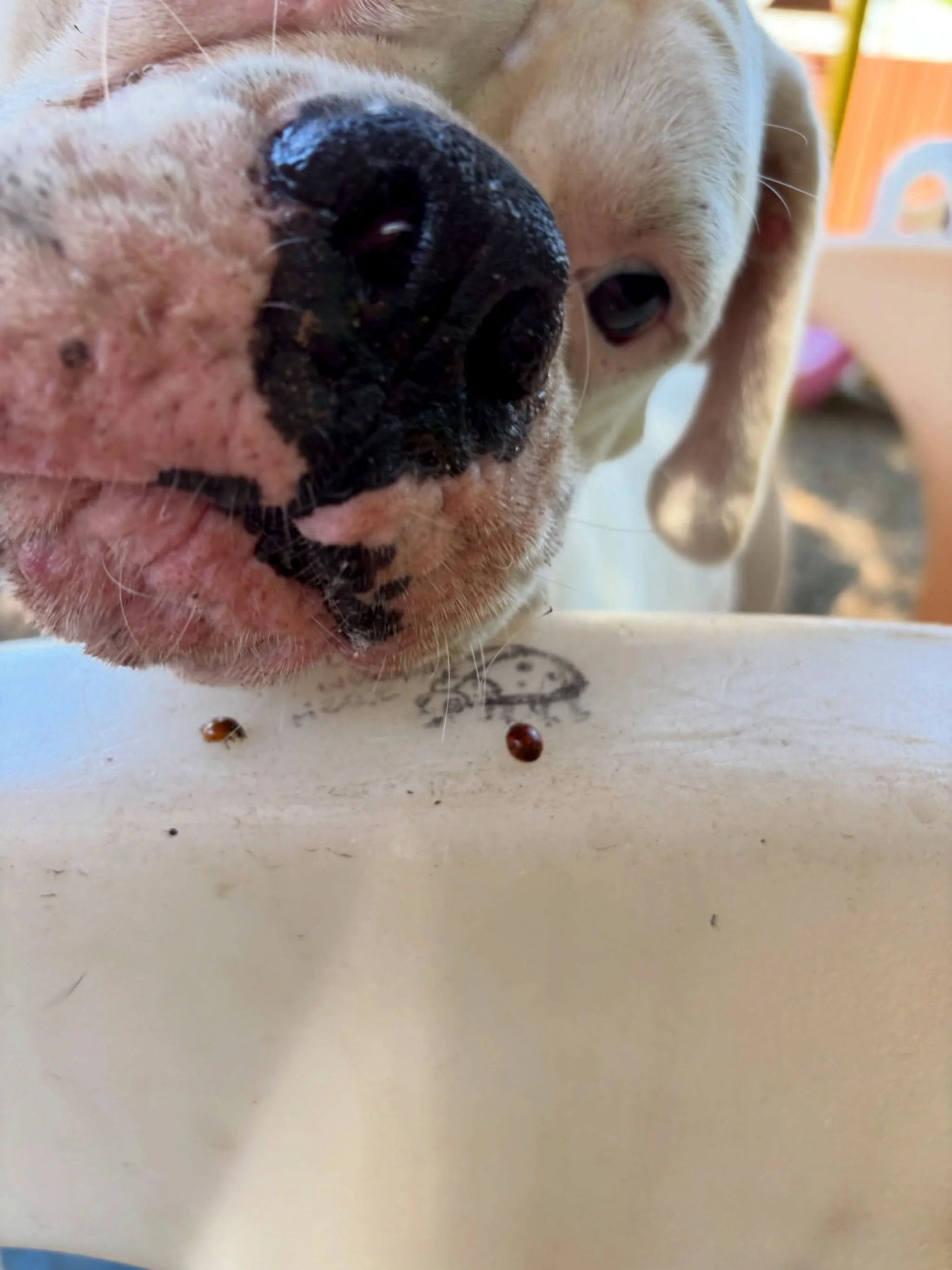 This week&rsquo;s Nature Study program focuses on ladybugs 🐞. Frankie is fascinated. 

#ladybug #naturestudy #dogdaycare #chicoca #dogresort