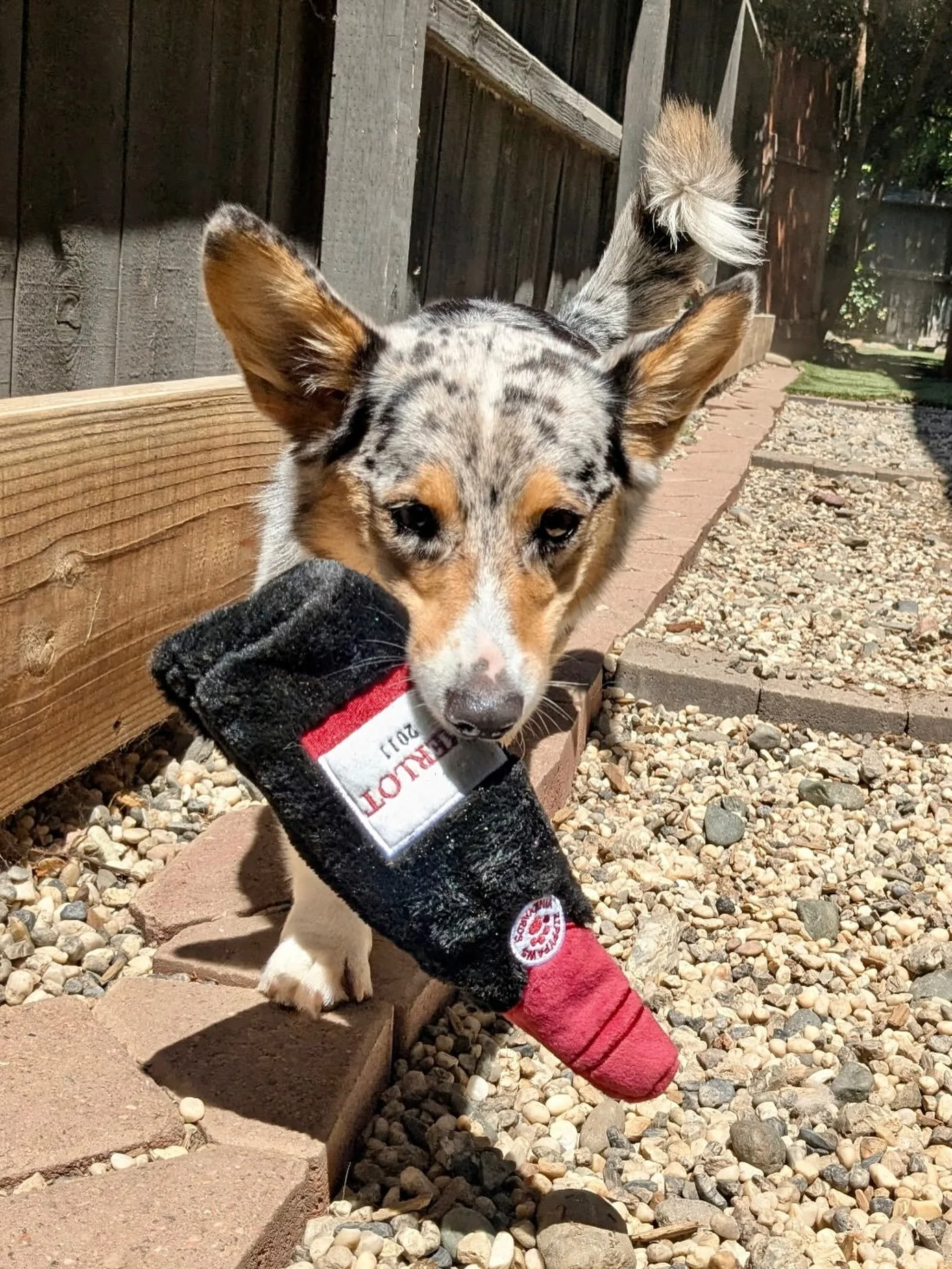 Put it down, Harvey!!! It&rsquo;s not Yappy Hour yet! 

#yappyhour #canineconnection #corgi #chicoca #happydog