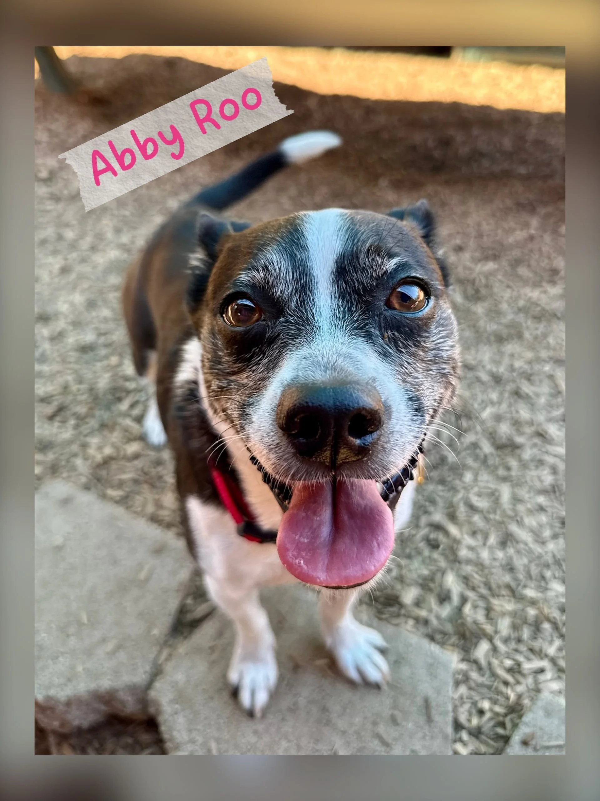 DOG OF THE DAY! 7-15-26. Abby Roo just had a birthday - she turned 8 years old - and how lucky are we to have known Abby Roo for most of those years?!! 

We first met Abby Roo in puppy class and, since that time, she has been a star student in just a