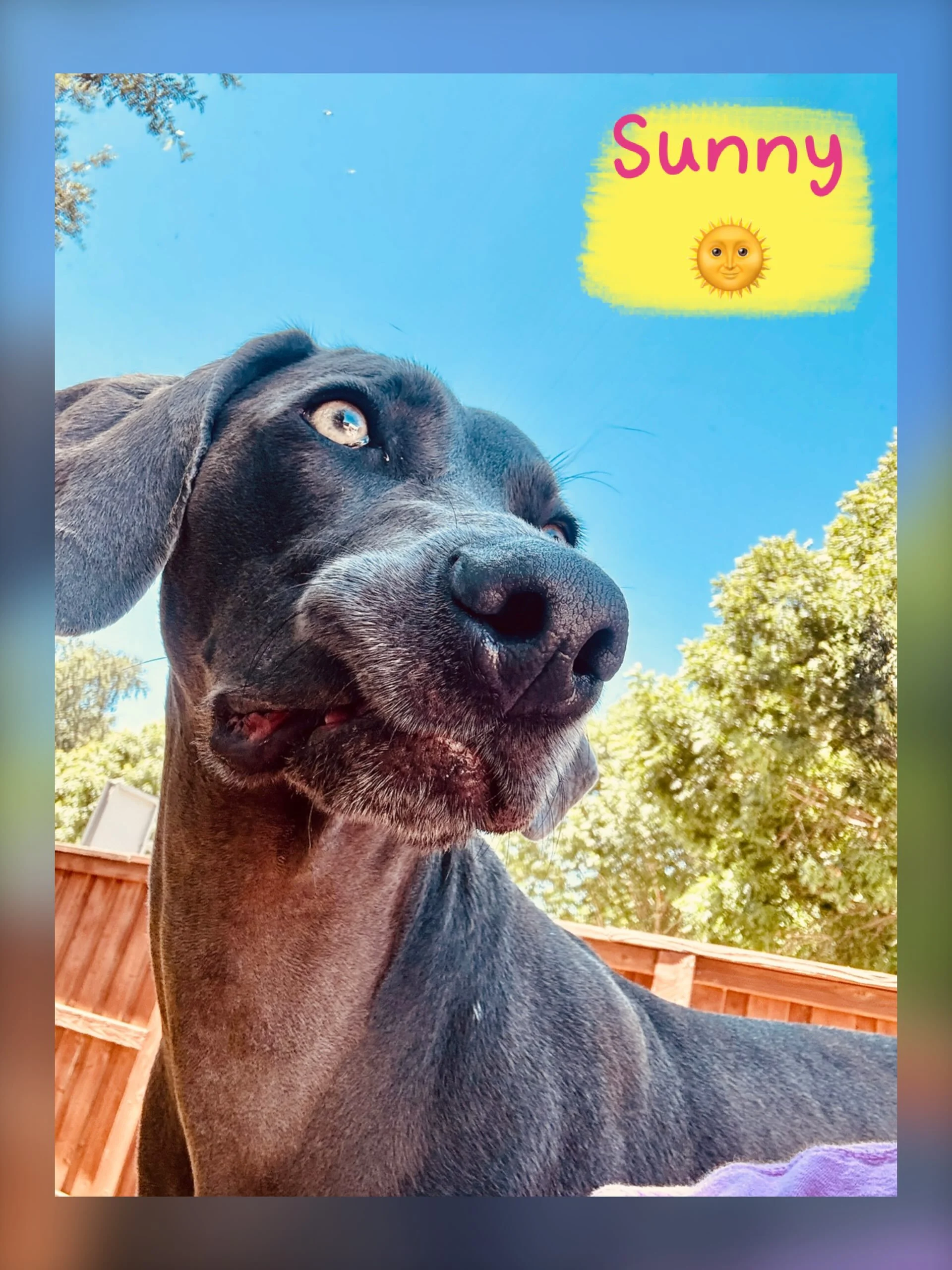 DOG OF THE DAY! 7-16-26. To fully appreciate this post, you need to turn up the music that accompanies it: &ldquo;Sunny Day.&rdquo; It&rsquo;s happy music for a happy dog named Sunny whose pic was snapped on a happy day at our happy resort. 

Sunny i