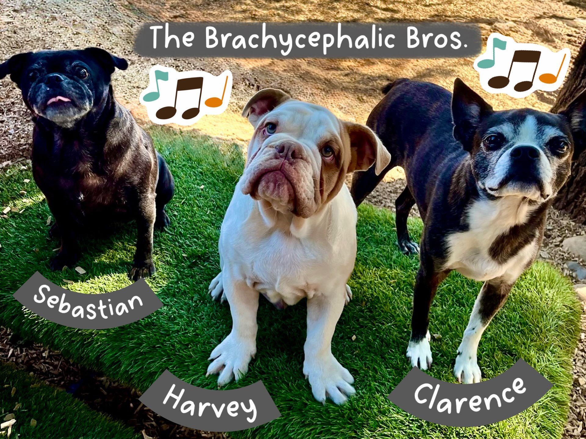 DOGS OF THE DAY! 7-18-26. Ladies and gentlemen, put your hands together for the newest, the latest, the greatest, band to hit the charts&hellip;.The Brachycephalic Bros.! 👏👏👏👏 

These boys don&rsquo;t just bring the lyrics and the beat, they also