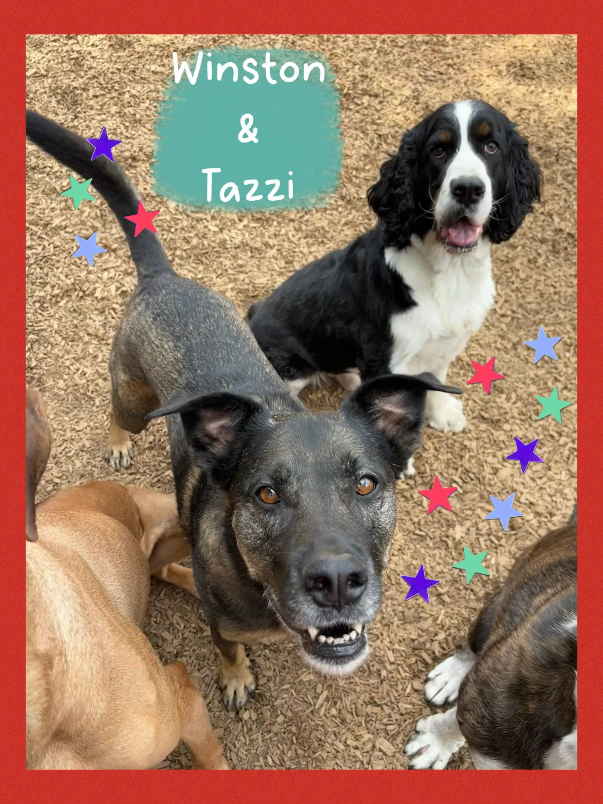 DOGS OF THE DAY! 7-20-26. Our week started out boisterously and beautifully with Tazzi and Winston in the house. Tazzi is a perfect mix of Shepherd, Boxer and Rottweiler. Though she&rsquo;s middle-aged at 7+ years, she doesn&rsquo;t know it. She stay