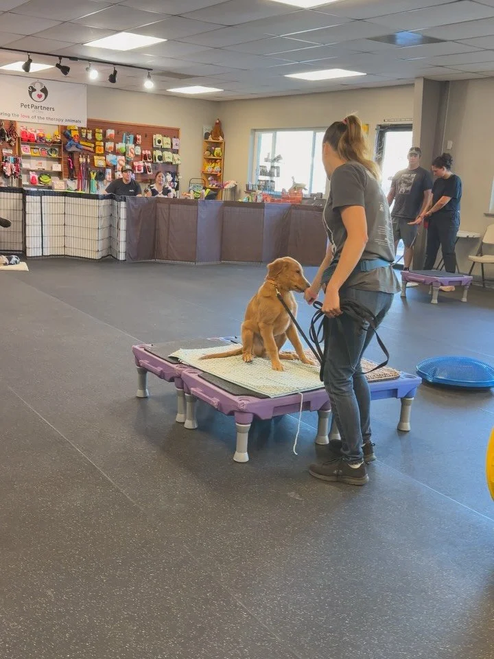 Look at these precious Puppy Kindergarten students! Last week, when we posted our &ldquo;first day of school&rdquo; photos, three puppies we absent (getting spayed, darn foxtail, and family situation but puppy couldn&rsquo;t drive himself to class). 