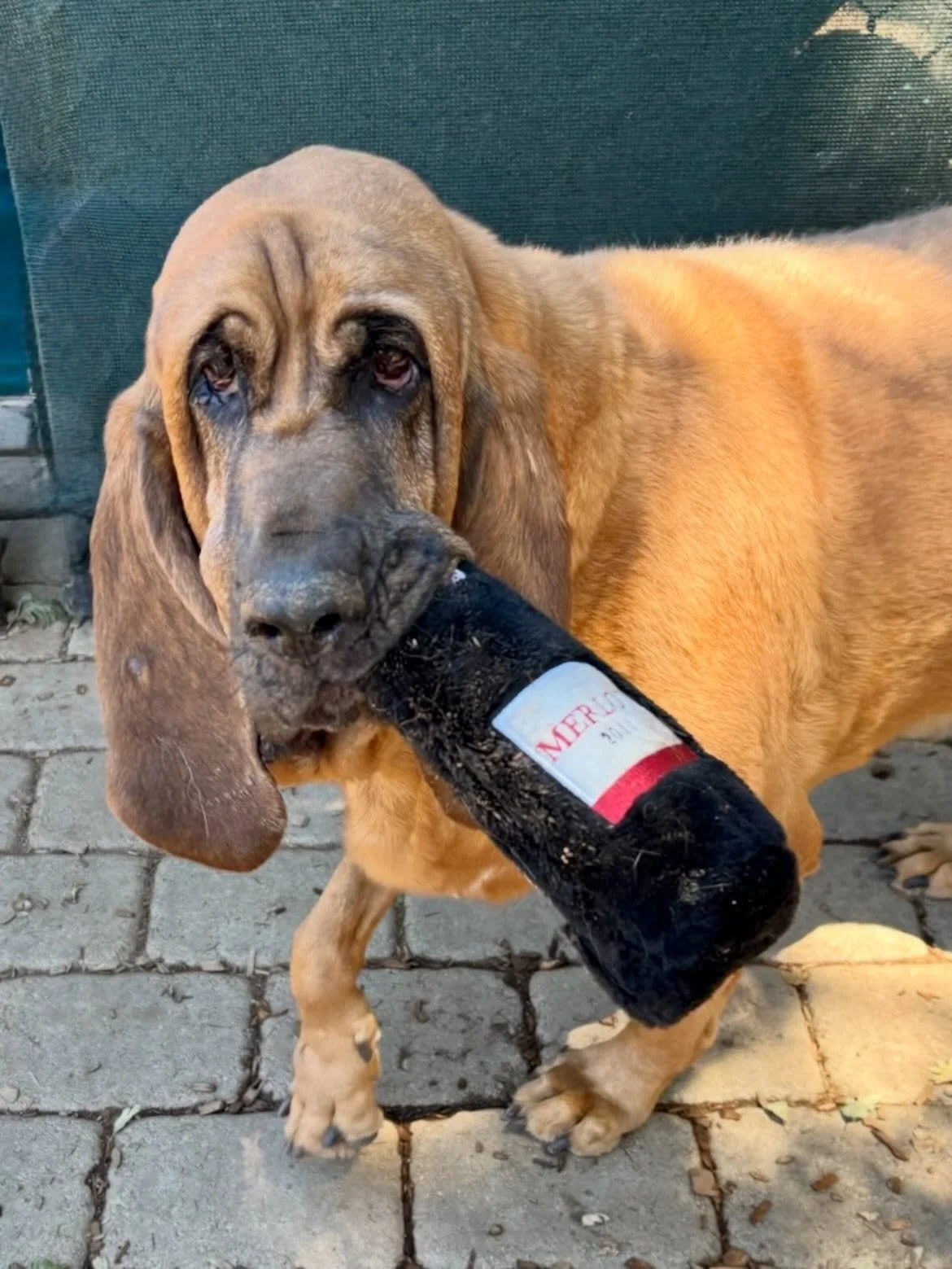 VIP Woody says &ldquo;It&rsquo;s 5:00 somewhere.&rdquo;

#thecanineconnection #chicocanineconnection #canineconnection #yappyhour #chicocalifornia