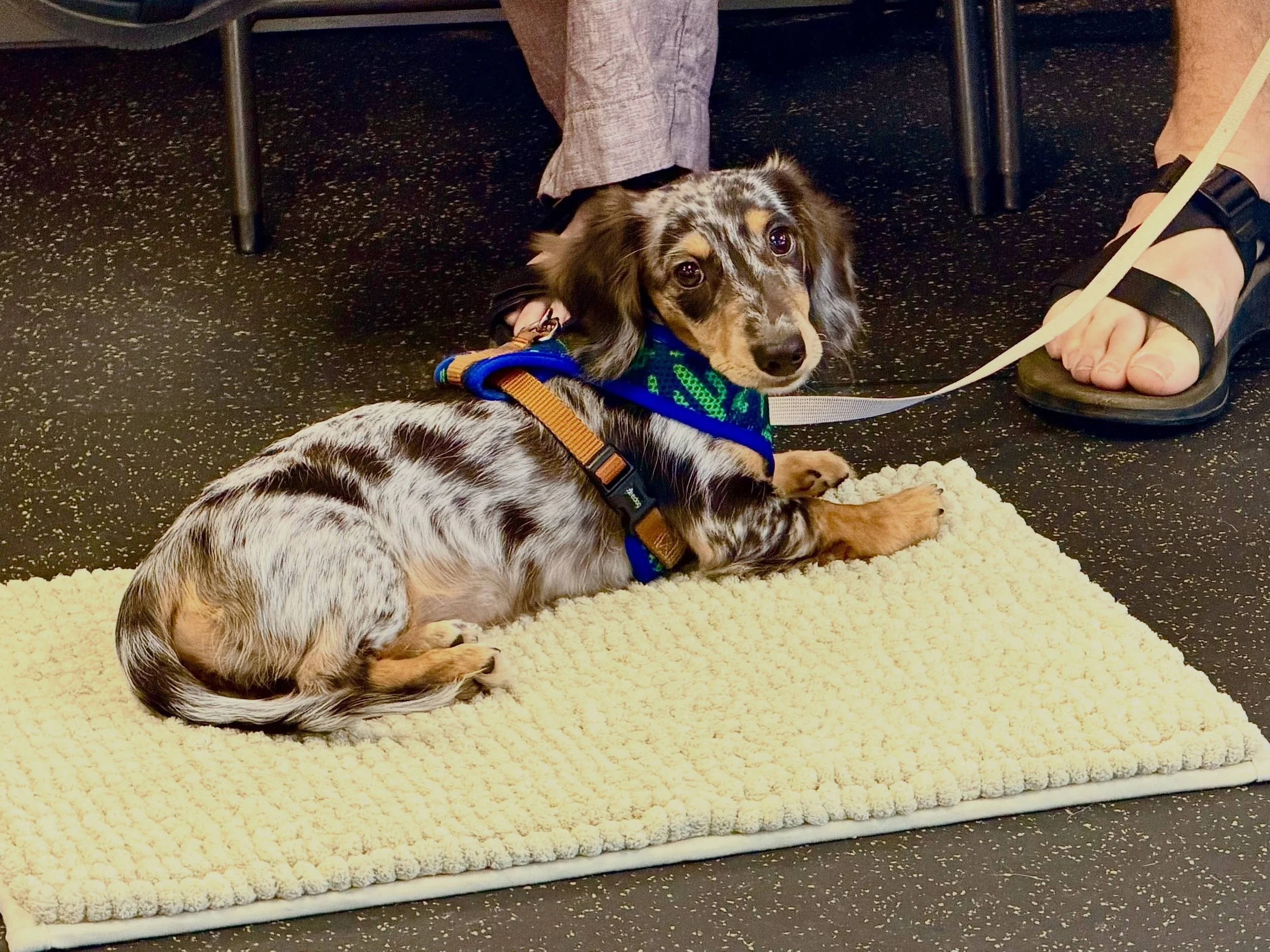Puppy Social! We had so much fun today. We welcomed Graham, Marceline, and Ollie. Olive and Locke have graduated off to a new Small Dog Social we&rsquo;re forming!

#thecanineconnection #canineconnection #chicoca smalldog