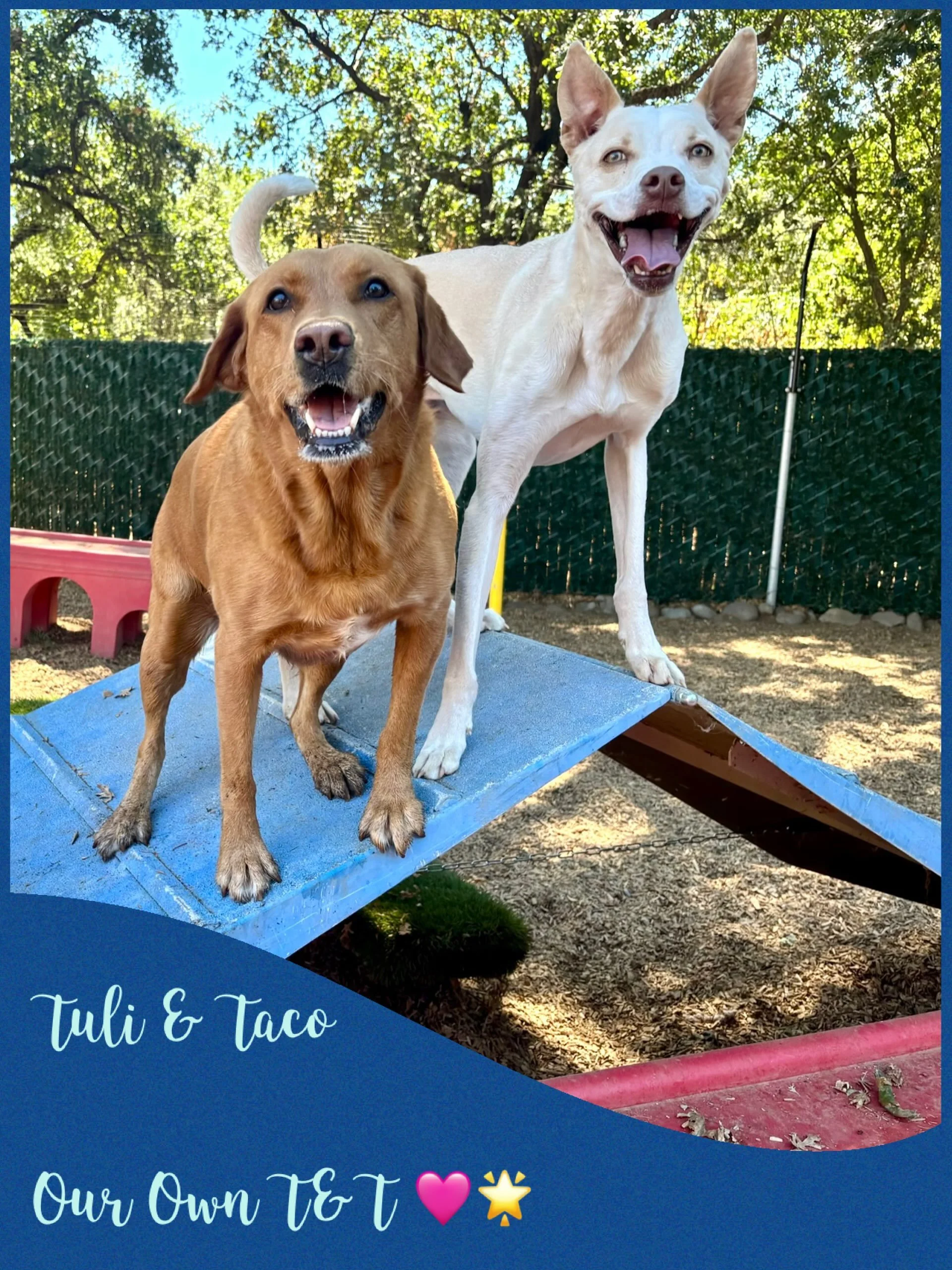 DOGS OF THE DAY! 7-27-26. While news of T&amp;T (Taylor and Travis) floods the world, we want to introduce own special T&amp;T duo - Tuli and Taco!

Tuli is one of the pop stars 🌟 of The Canine Connection. She is talented, beautiful, and smart with 