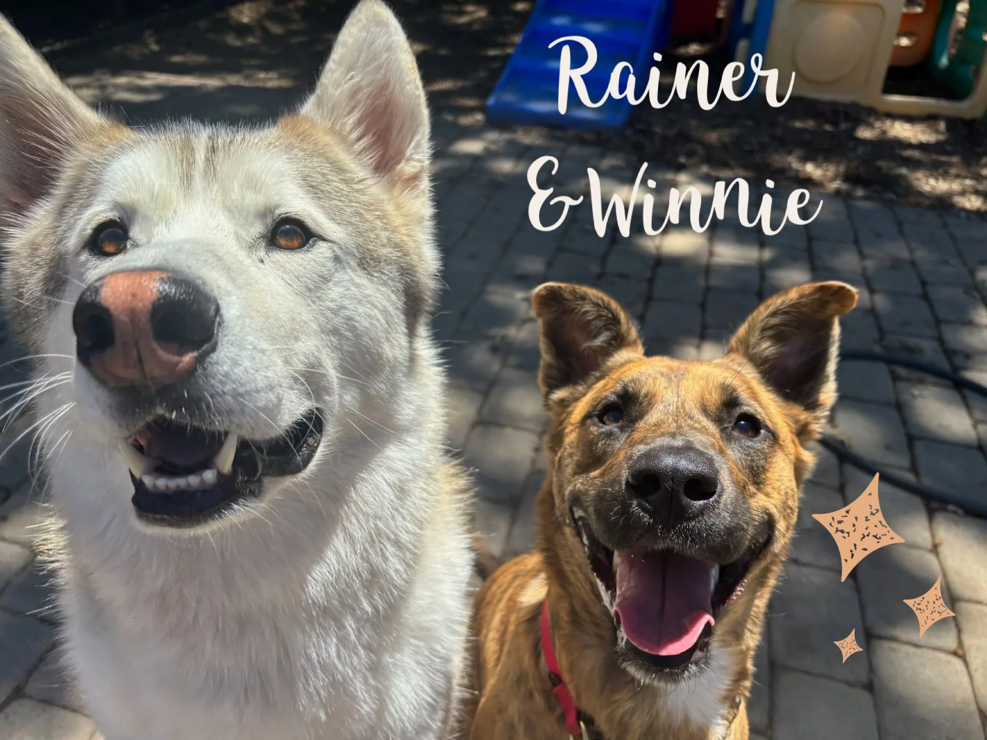 DOGS OF THE DAY! 7-29-26.
Look at these dogs&hellip; just look at them!! This dynamic duo is Rainier and Winnie! These two are grads of our foundation training classes and PEP Camp pros where they are always ready for fun in our Ruff &amp; Ready play