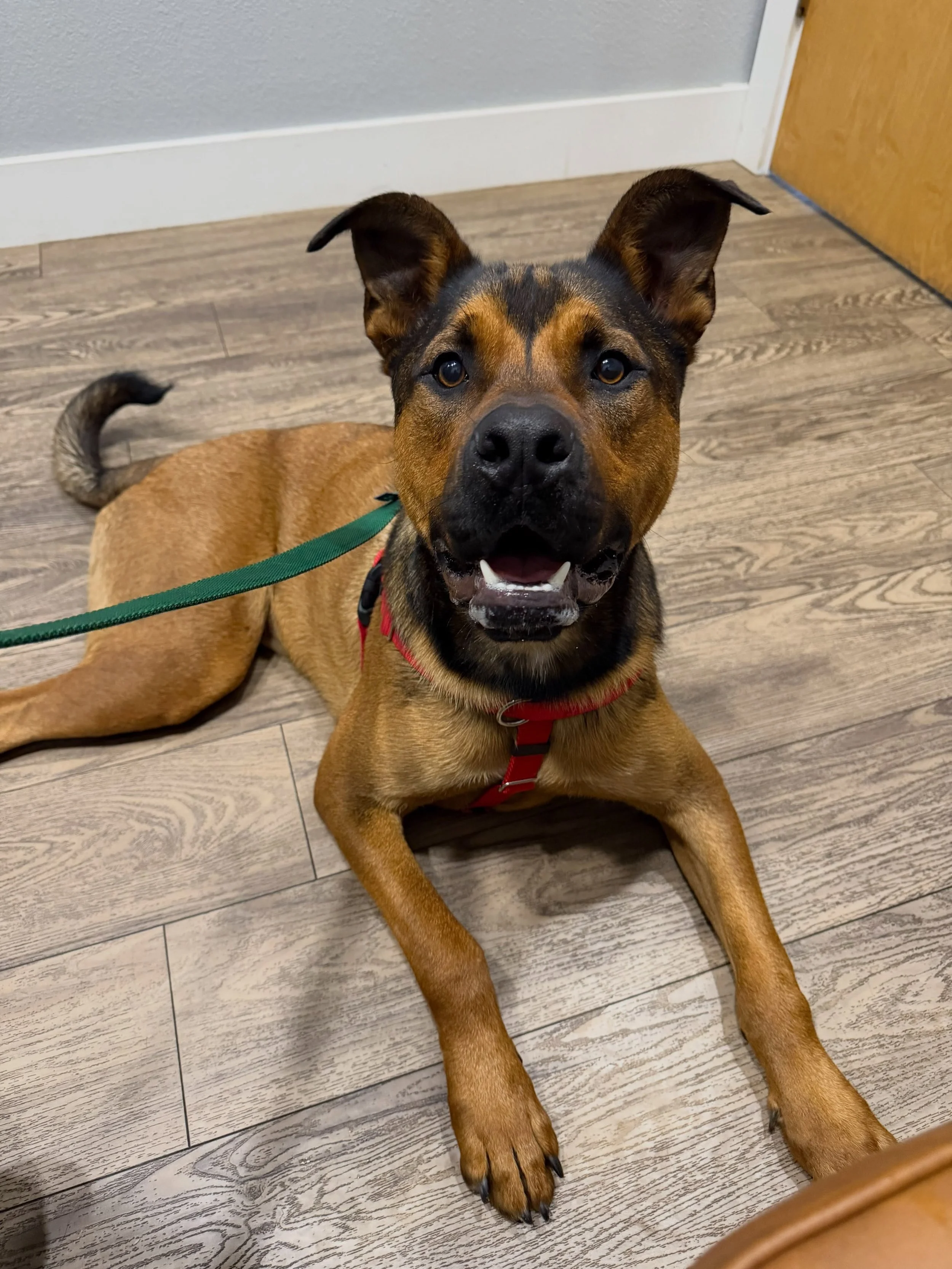 Who&rsquo;s a good boy for his annual check-up at the vet office today? Our foster boy, Reggie, is!!!! He&rsquo;s healthy, neutered. utd on all vaccinations, and weighed in at 75.5 pounds. He has great foundation training and will come with tons of t