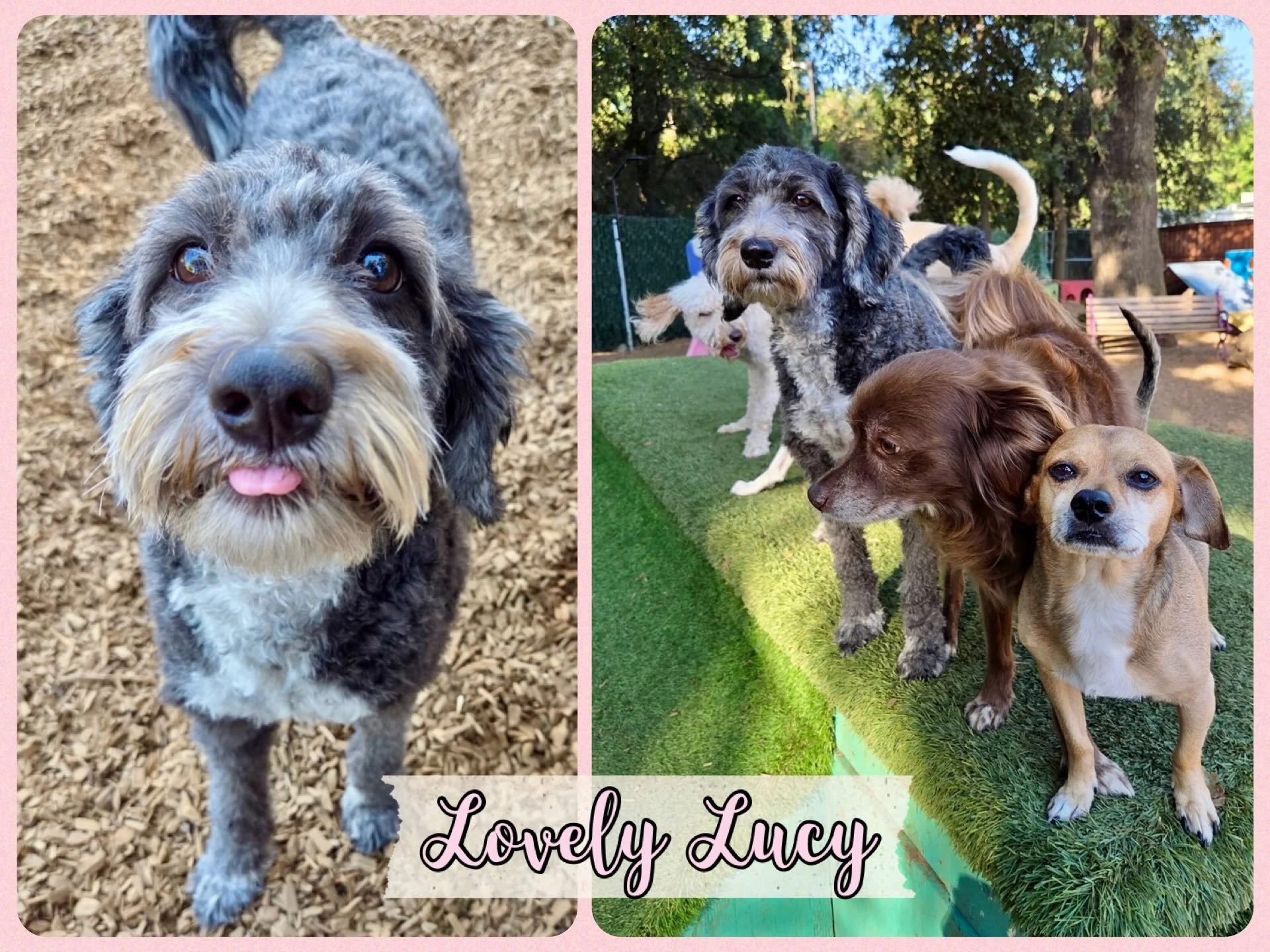 DOG OF THE DAY! 8-1-26. How did it get to be August already?! We&rsquo;re starting off this month by featuring Lucy! This lovely mini bernedoodle graduated from Puppy Kindergarten and Social at our academy before heading over to our resort to join th