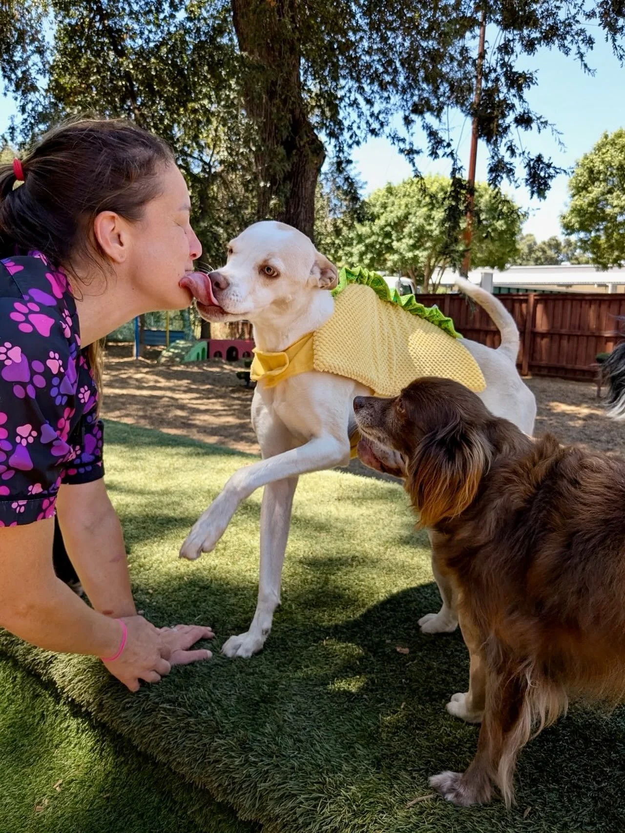 Somehow, between graduating a group class, wrangling puppies at Puppy Social, and grooming dogs, our trainer-groomer, Deb, found time to kiss the PEP Camp dogs today. Among her fans was team dog, Taco, who was dressed up today like a&hellip;. taco 🌮