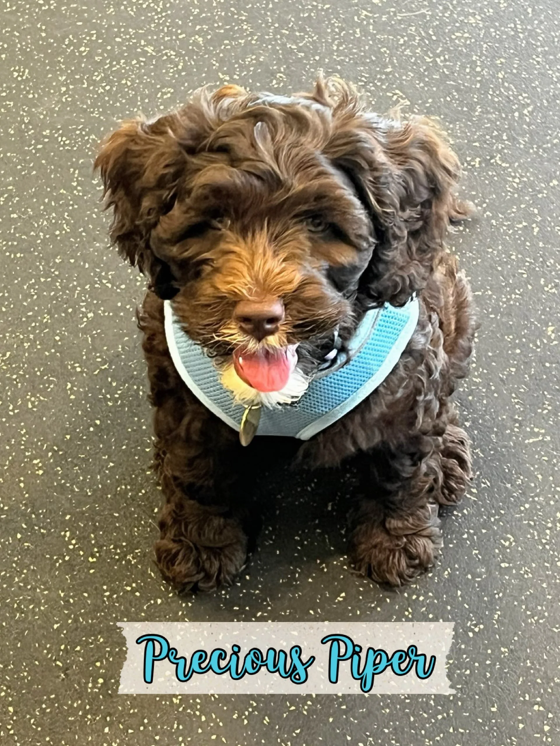 Welcome, Piper! This girl has it all and is benefiting from our full, wrap-around, positive puppy program! Her family started with Private Puppy Coaching before Piper began Puppy Social (her first day was yesterday!) and soon she&rsquo;ll be starting