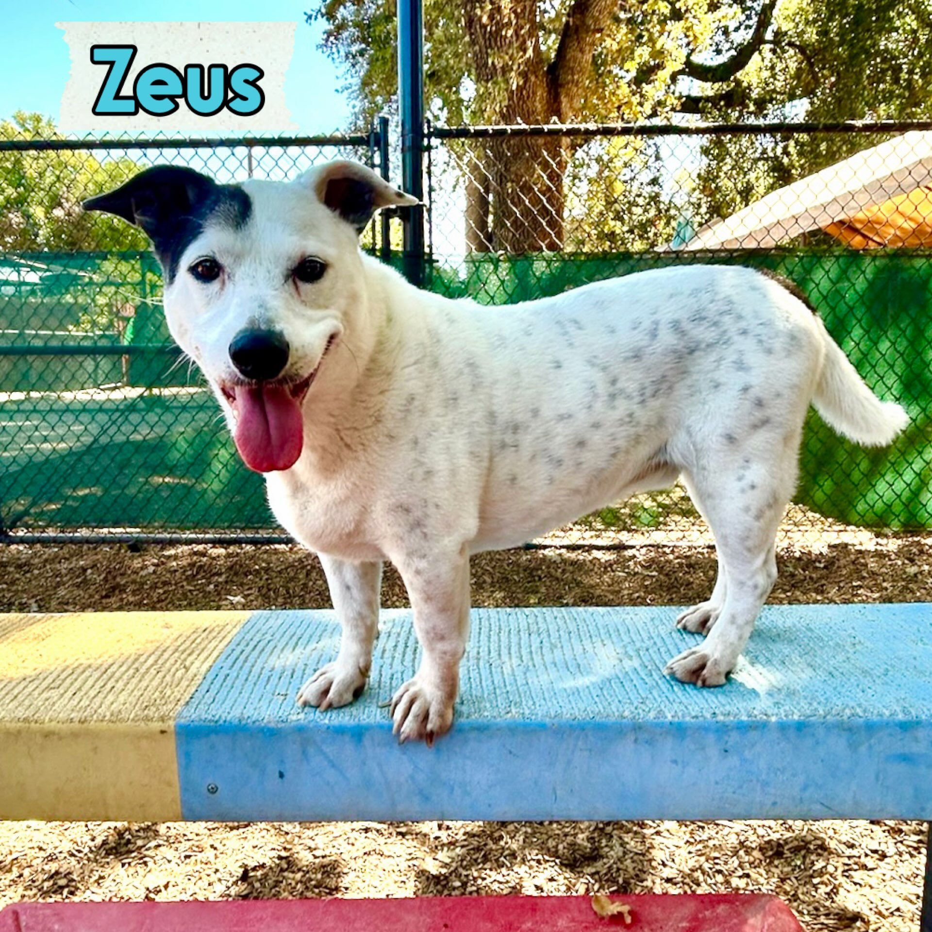 DOG OF THE DAY! 8-3-26. Meet Zeus! This low-riding dude has been a member of our Canine Connection community most of his 9+ years. He&rsquo;s smart as can be and feisty as all get out. Besides our foundation training, this guy has done some more adva