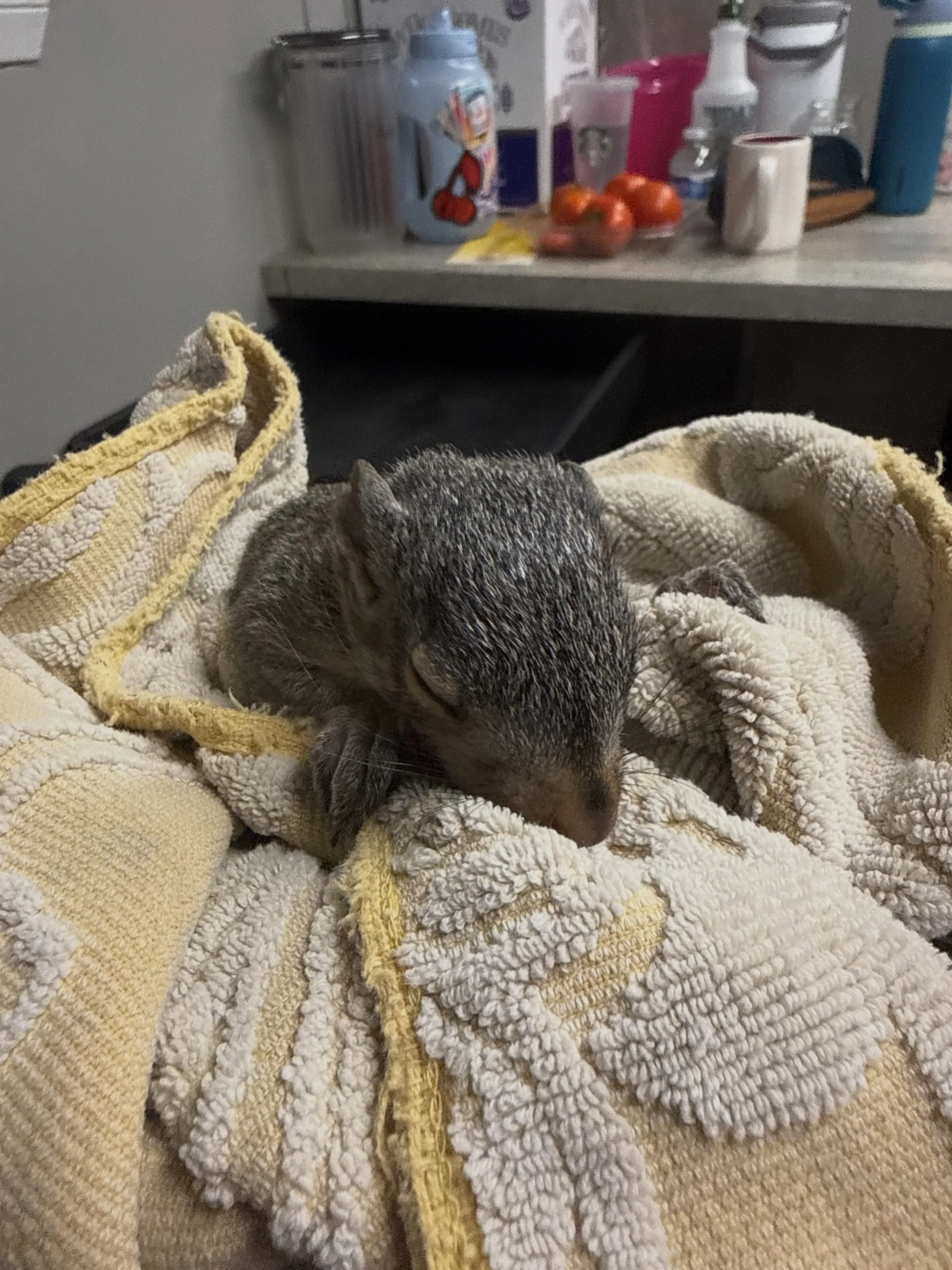 It&rsquo;s said that life is full of surprises and yesterday brought one on! This little guy dropped in for a visit at our resort&hellip; literally. He dropped out of one of the big oaks in one of our play yards when that yard was occupied by some of