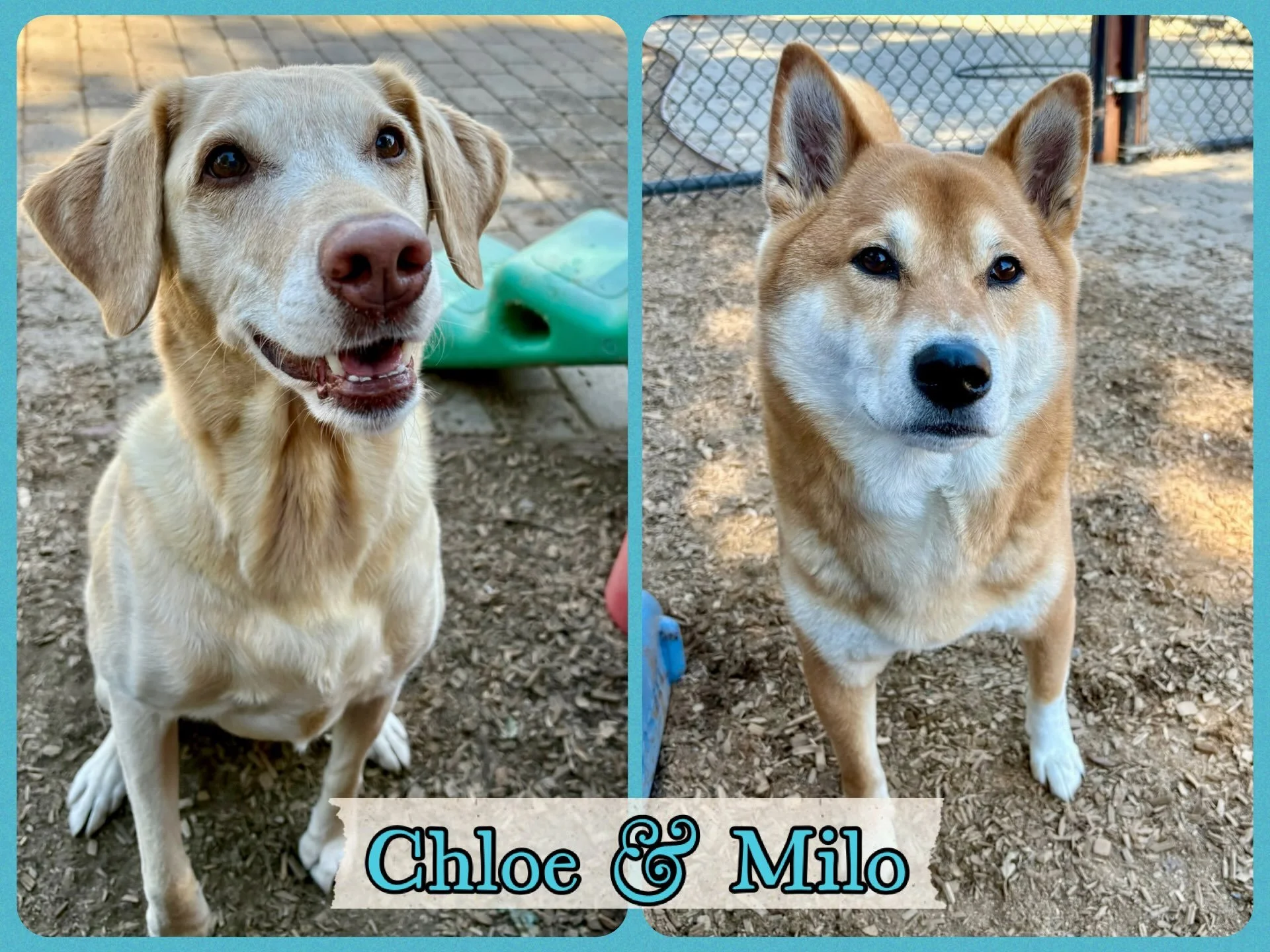 DOGS OF THE DAY! 8-4-26. Chloe (the lab mix) and Milo (the Shiba Inu) are two &ldquo;siblings&rdquo; (&ldquo;roommates&rdquo; might be the better word) who share the same home and are longtime vacationers with us. At first glance, they seem like a bi