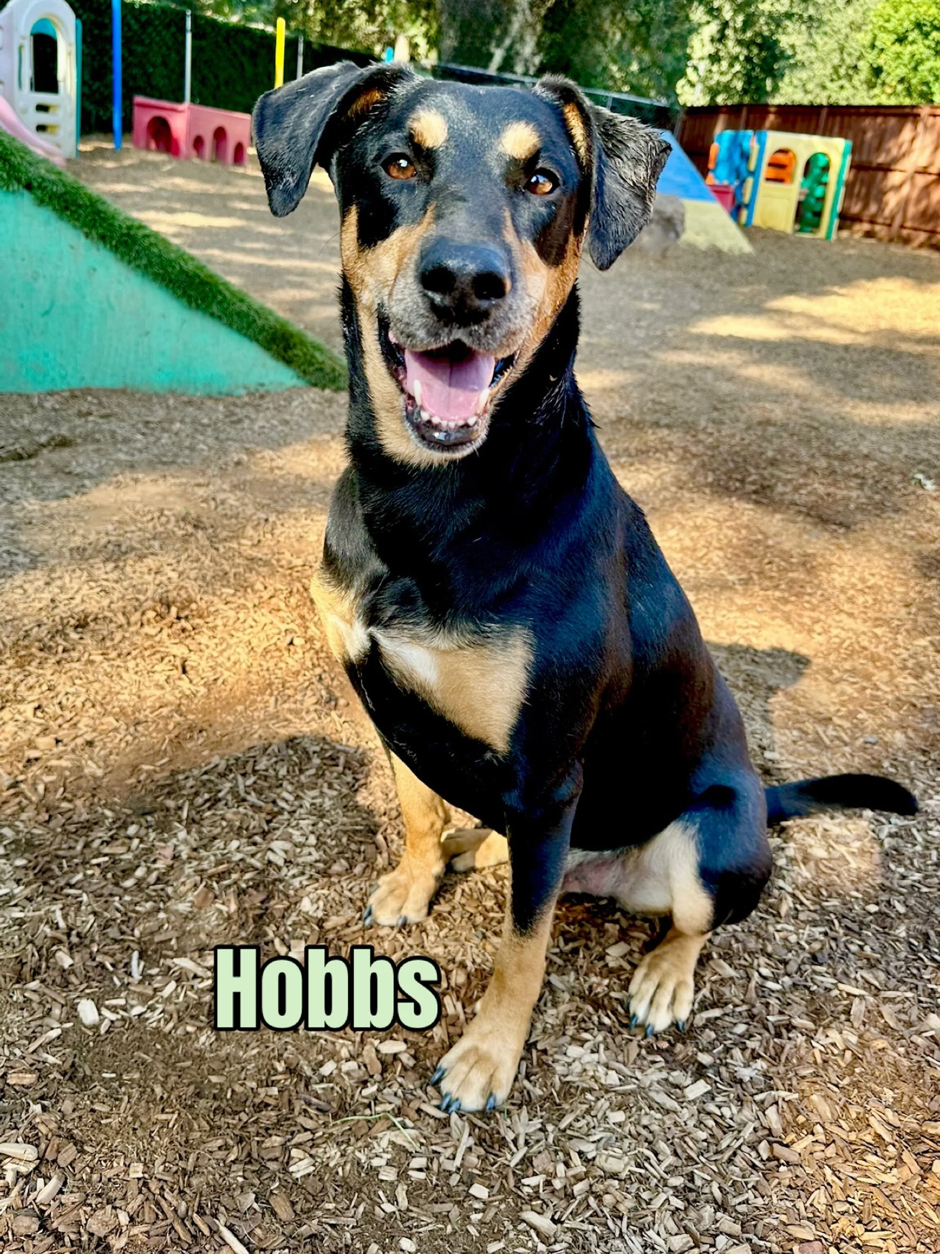 DOG OF THE DAY! 8-5-26. Meet Hobbs! This hunk of Dobie-mix love is a second generation Canine Connection dog who is an academy grad and frequent PEP Camper and vacationer. Hobbes is a member of the &ldquo;Ruff &amp; Ready&rdquo; social group, compris