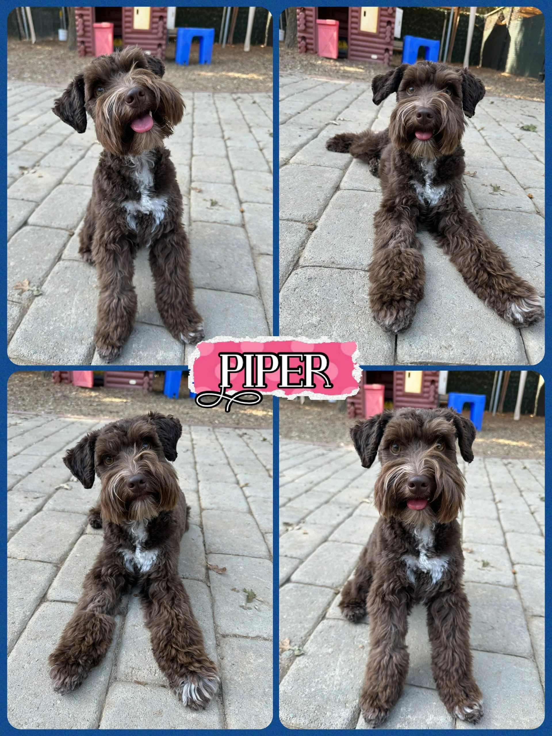 DOG OF THE DAY! 8-6-26. We are so proud of Piper! This precious pup, a mini Schnauzer, recently graduated from our Puppy Kindergarten class, accompanied by her adoring family. She aced her skills in class and at PEP Camp, our enrichment daycare progr