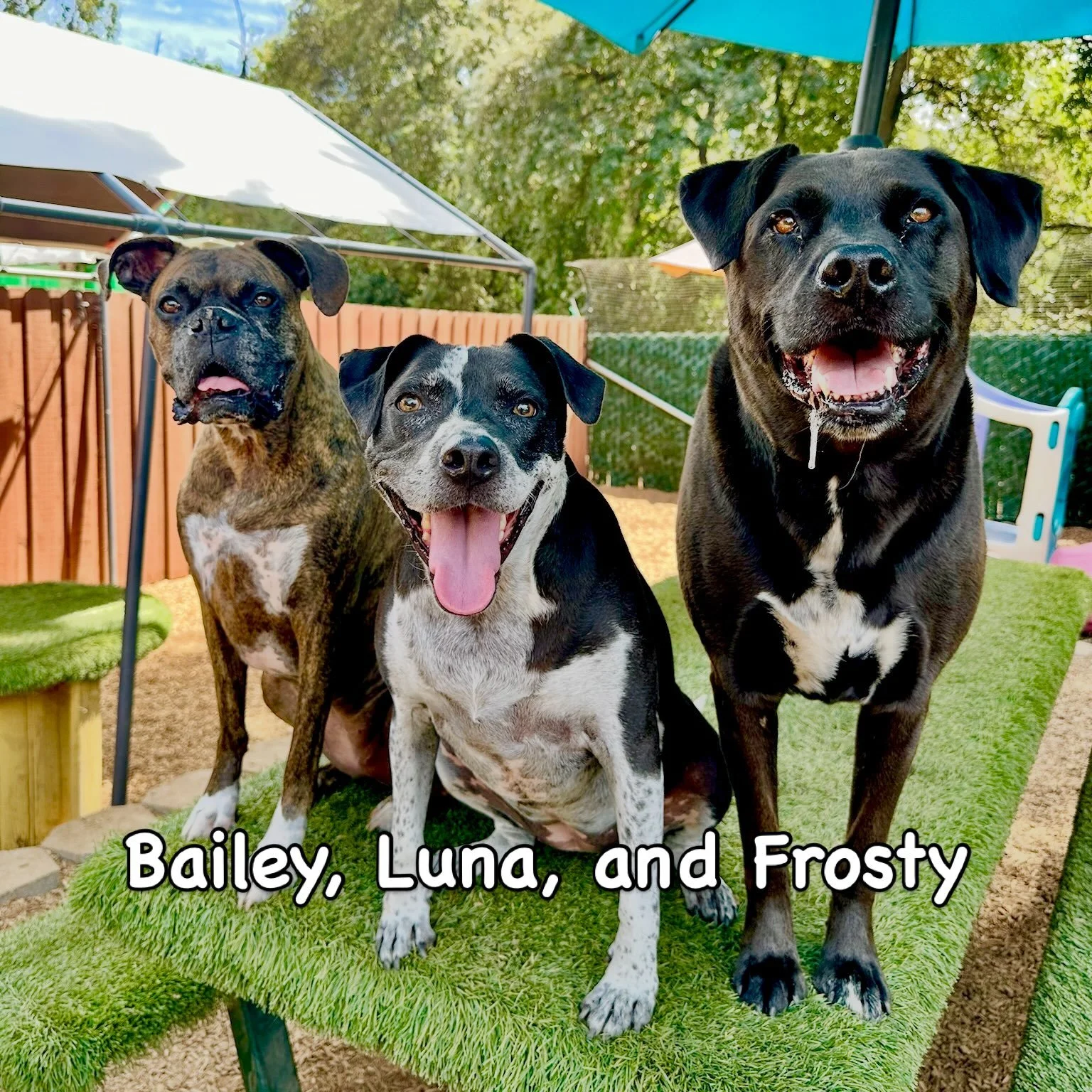 DOGS OF THE DAY! 8-7-26. One of the things that really brings us joy is seeing the friendships that develop between our regular PEP Campers. Indeed, it&rsquo;s because dogs have BFFs just like we do that we encourage dogs to participate in PEP Camp o