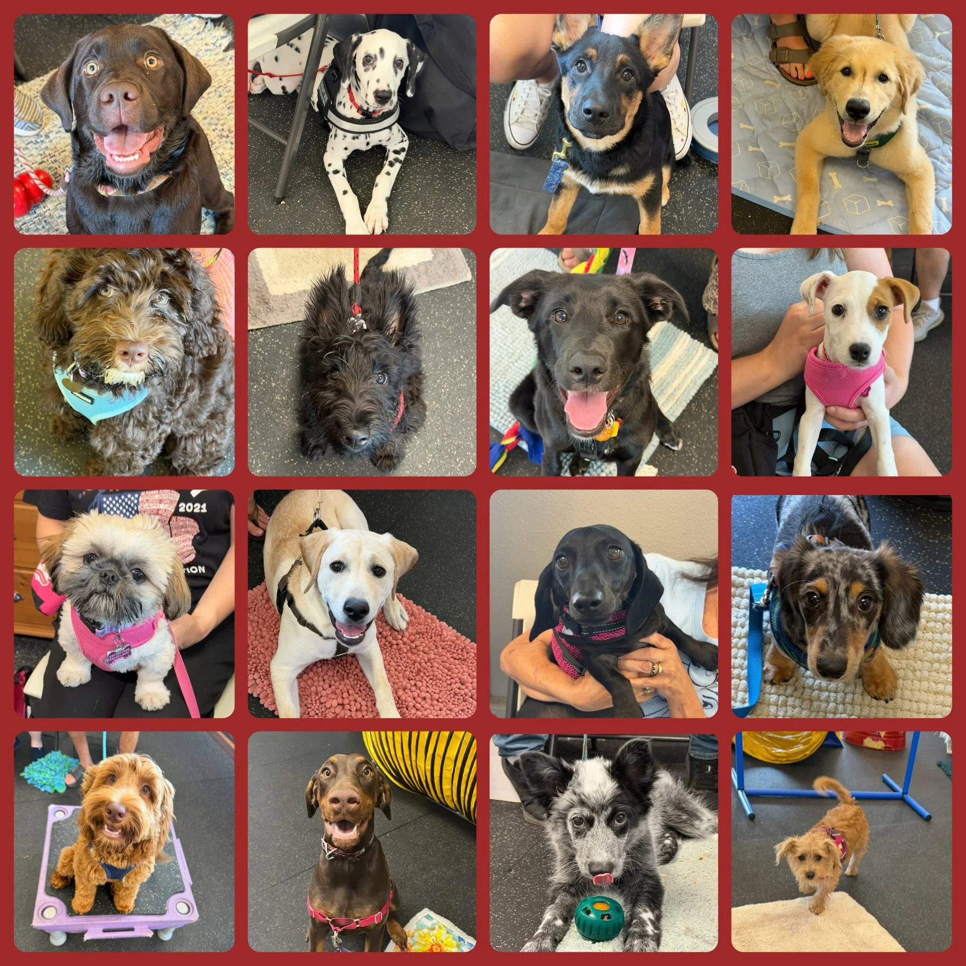 DOGS (PUPPIES) OF THE DAY! 8-8-26. Oh my, we are feeling the puppy love!! ❤️ 🐾🐶! We had 16 puppies participate in our socials today - Puppy Social and Shy Dog Social. What an amazing group that included:

🥜 2 Peanuts
🎾 3 Retrievers
🥳 2 Doodles
?