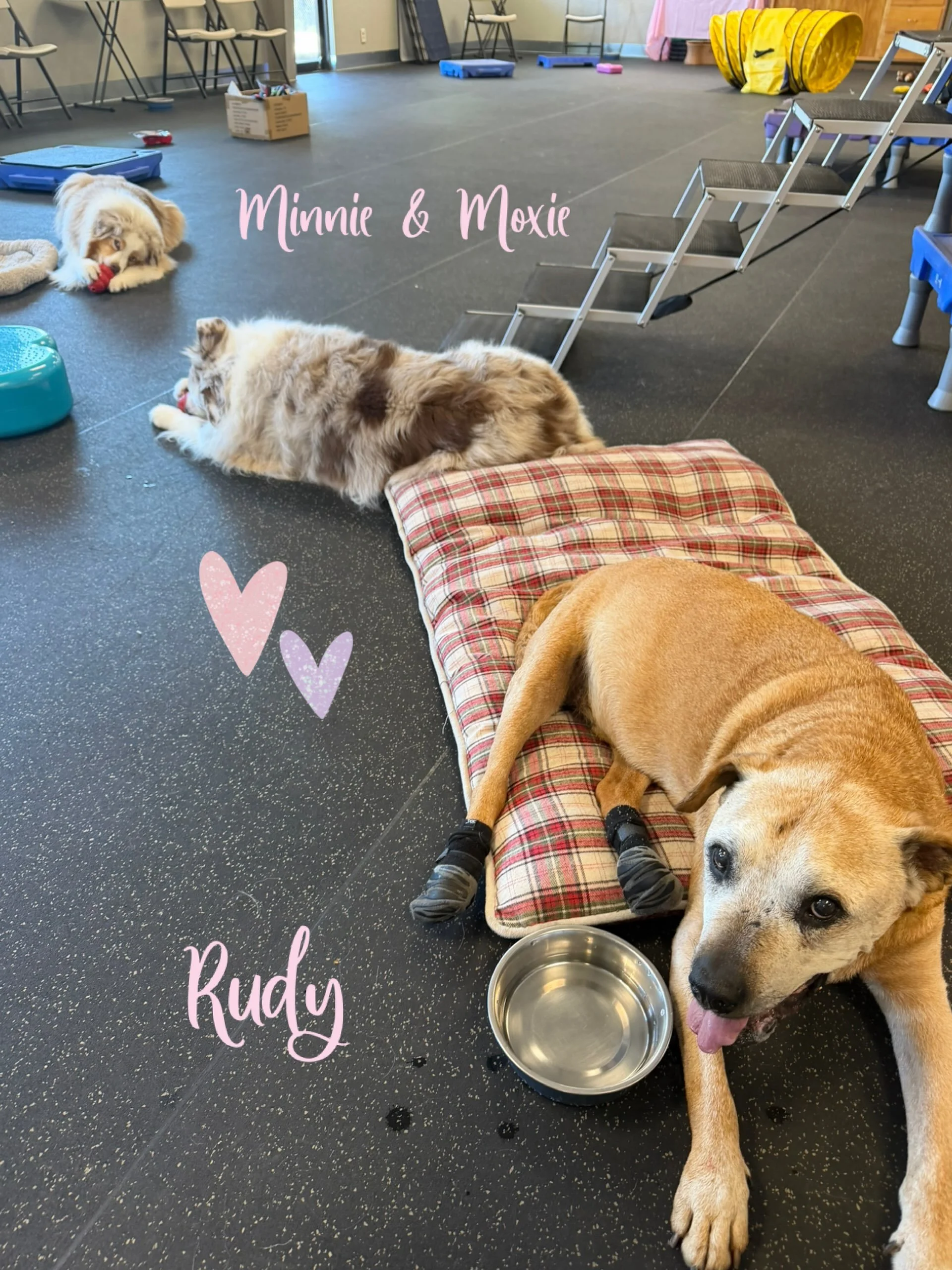 DOGS OF THE DAY! 8-9-26. Today&rsquo;s featured dogs take us behind the scenes of The Canine Connection. MInnie and Moxie, the Aussies, and Rudy, the sweet old guy who&rsquo;s made of sugar and spice, are our founder, Sarah&rsquo;s, dogs and are impo