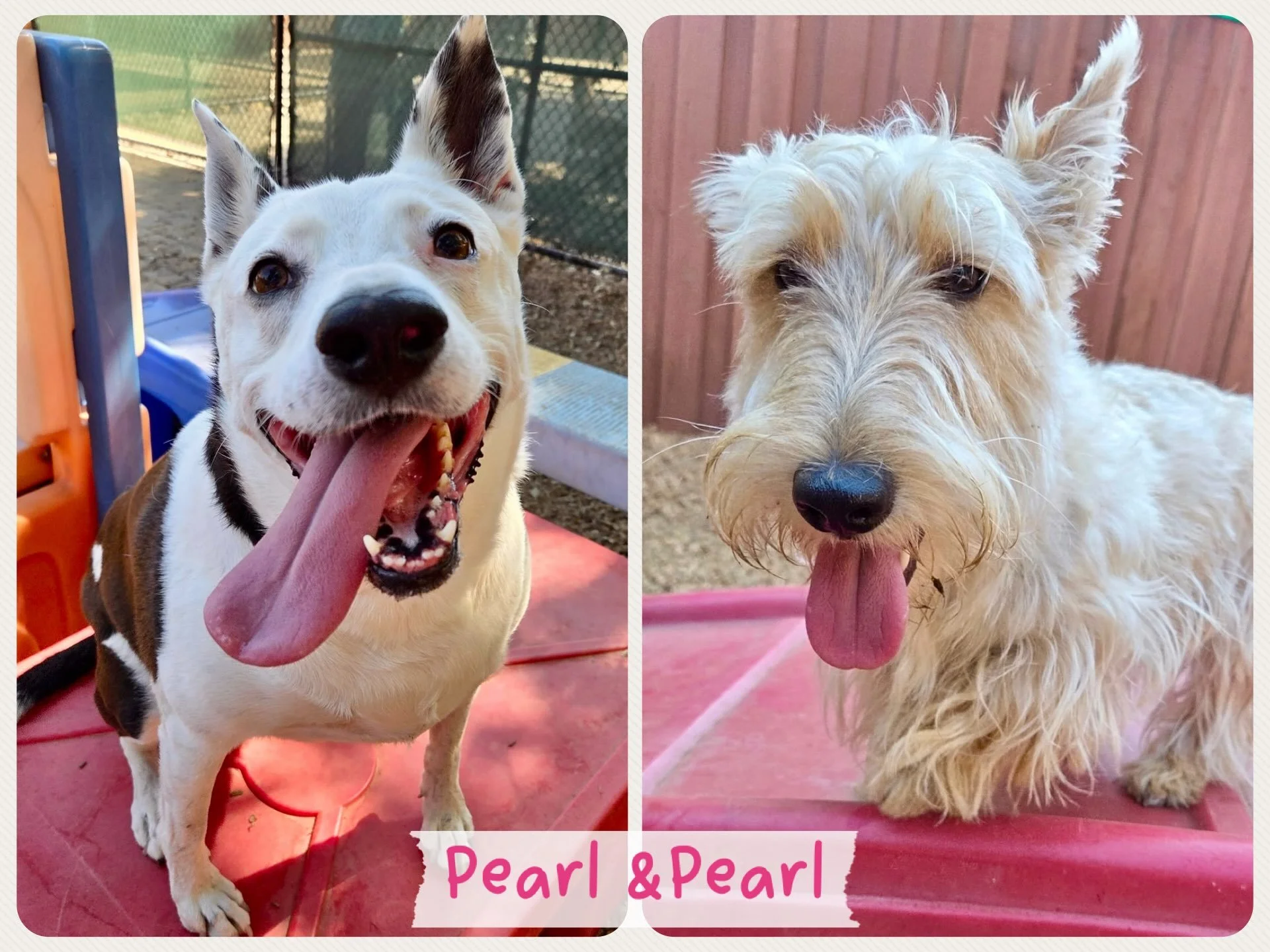 DOGS OF THE DAY! 8-10-26. The only thing better than one Pearl is two! One Pearl is a herding dog mix and the other Pearl is a Scottie! One of the Pearl&rsquo;s is a tennis 🎾 ball fanatic (can you guess which one?), the other one loves romping with 