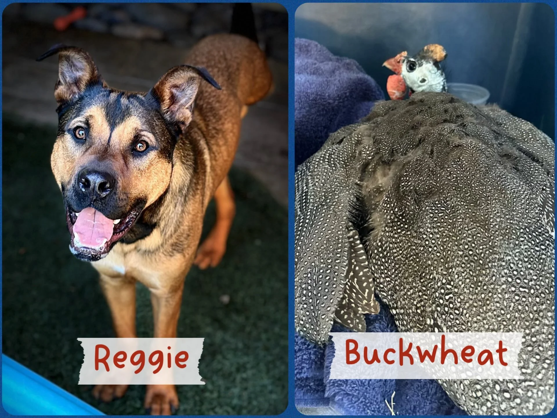 Good morning, friends. Our tri-pawed foster boy, Reggie, is asking you to join him in sending out good juju to one of our beloved team friends, Buckwheat the Guinea Hen.

Today, Bucky is having one of his legs amputated. This proud, handsome guy suff