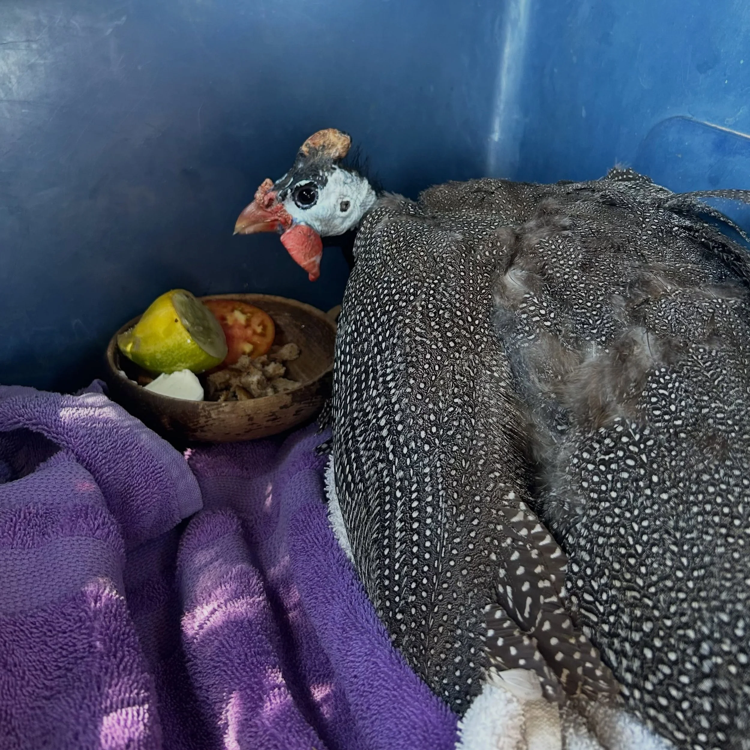 Thanks for all the good juju! We&rsquo;re pleased to report that Buckwheat is home from his surgery, which was a success, and he&rsquo;s enjoying a snack. Heal up quickly, Bucky!