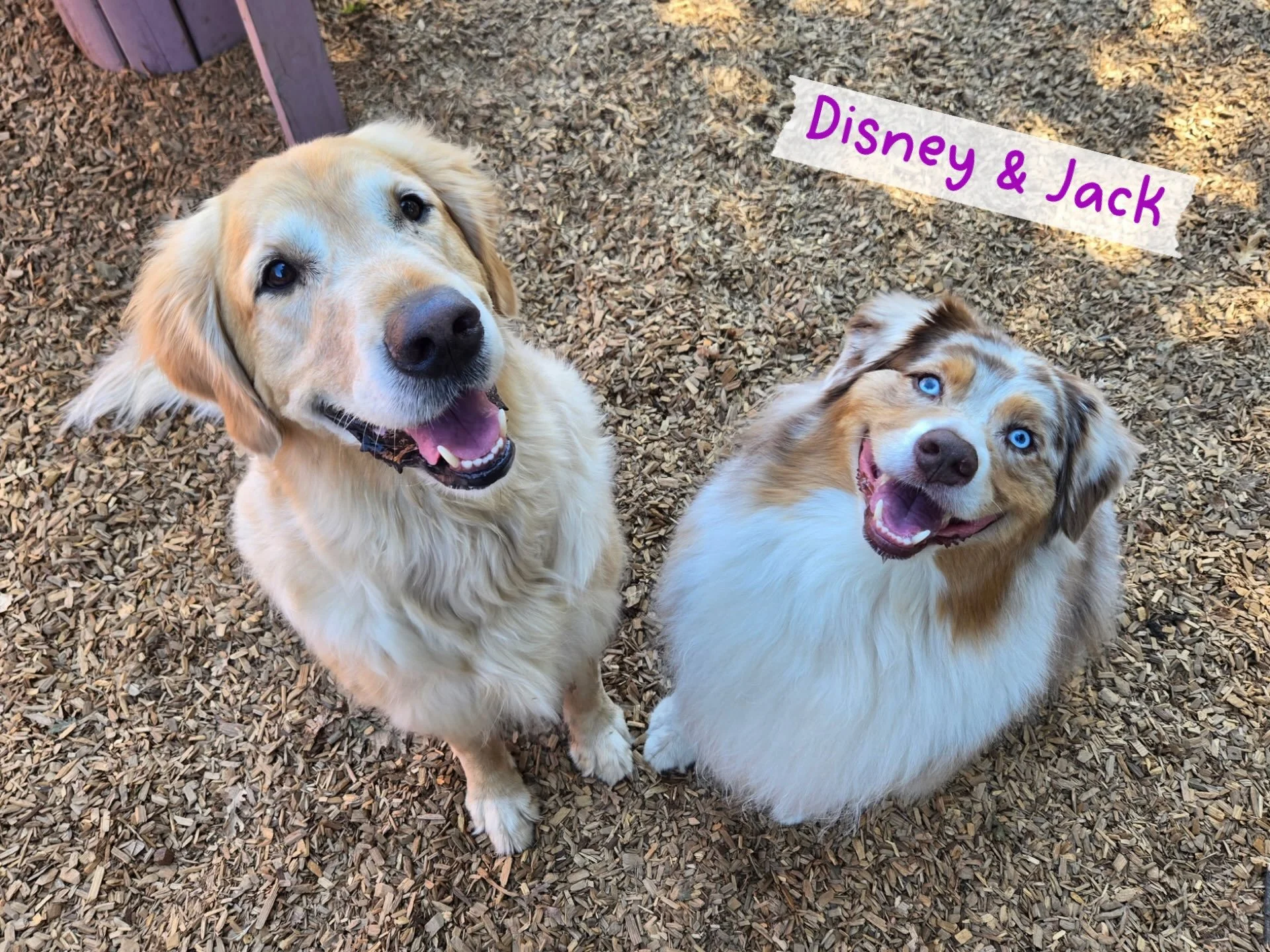 DOGS OF THE DAY! 8-11-26. Jack is back! This handsome Aussie vacations in Almanor during the summer but today he was back! He joined his pal. Disney for a day of play at PEP Camp, our enrichment daycare. Aren&rsquo;t these guys handsome?! 

Fun Facts
