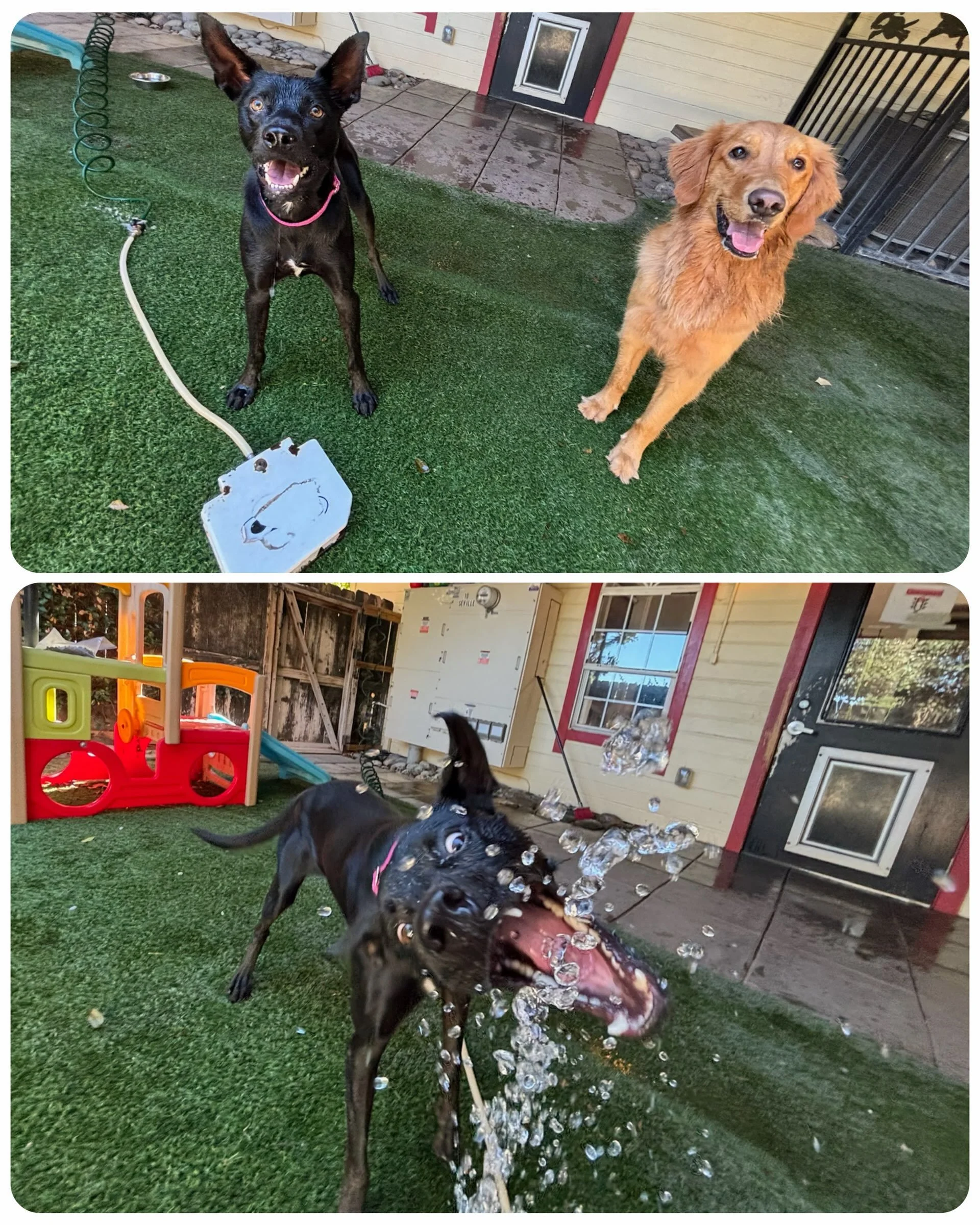 Baxter learned to operate the foot pedal at PEP Camp. Watch out! Next thing you know, he&rsquo;ll be driving!

#brainydog #waterdog #summerdog #canineconnection #dogdaycare