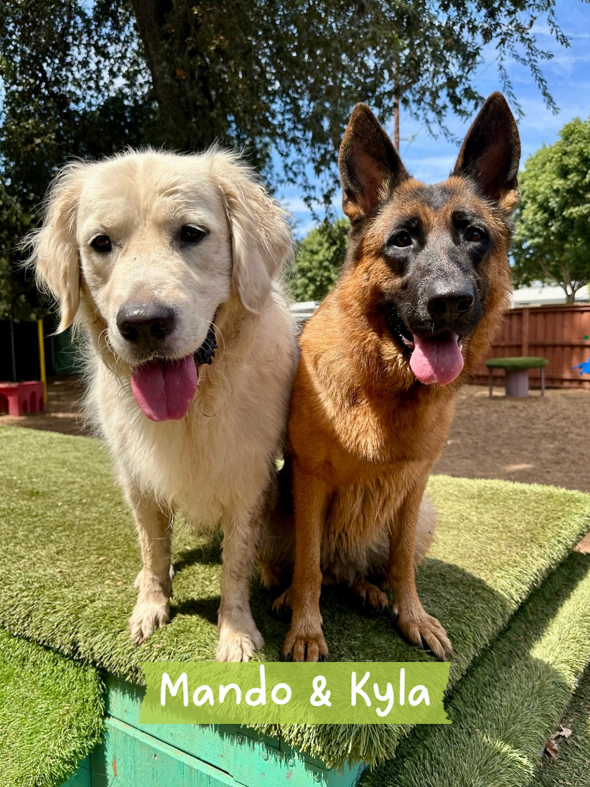 DOG OF THE DAY! 8-12-26. What a cute couple!! Handsome Mando (Golden Retriever) was very happy to be Kyla&rsquo;s (German Shepherd) mentor at PEP Camp. Mando is a seasoned camper and Kyla is new and learning the PEP Camp ways, which include play time