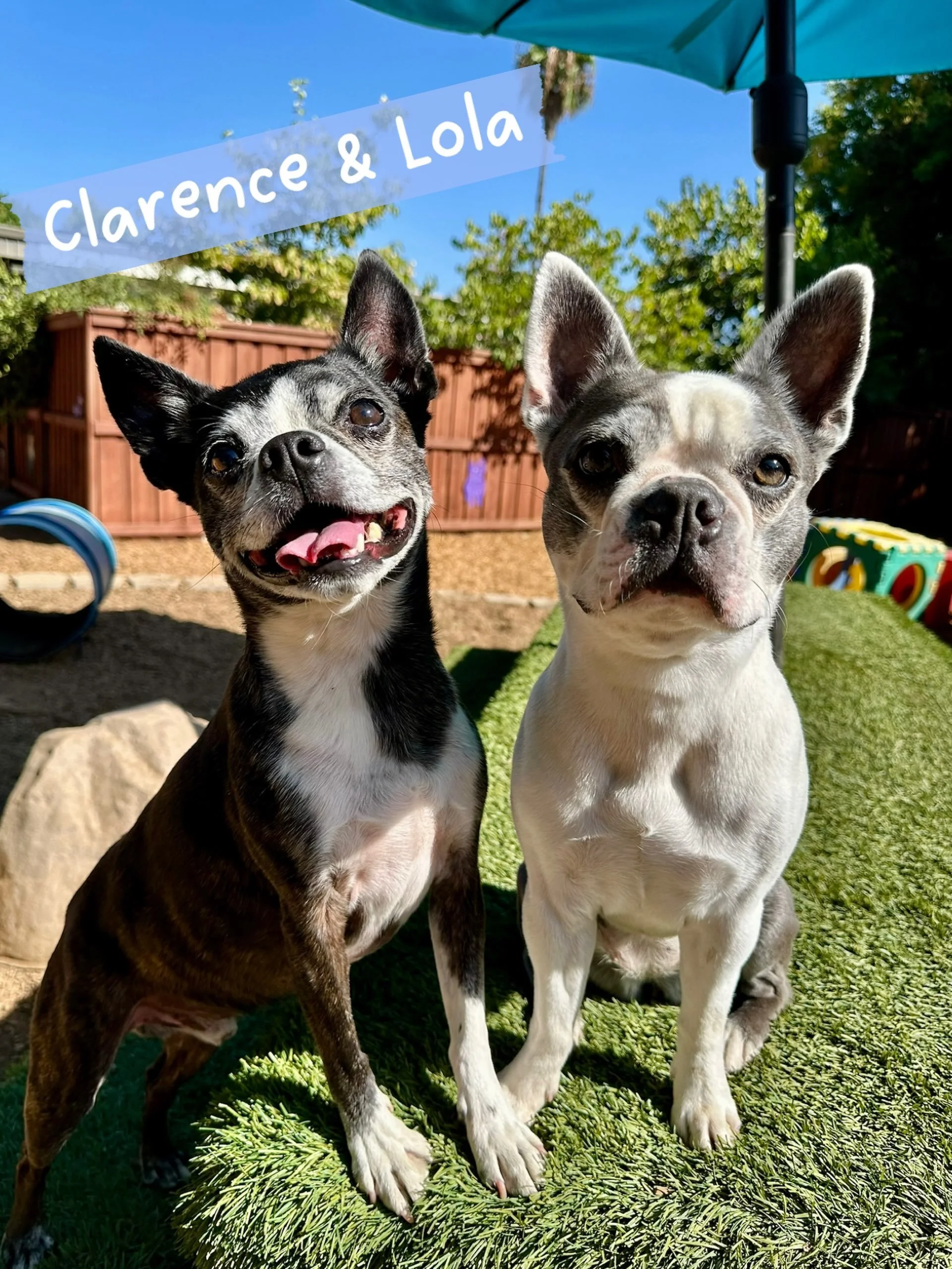 DOGS OF THE DAY! 8-13-26. How&rsquo;s this for cuteness overload? On the left, Clarence, a distinguished older gentleman, a Boston terrier mix. On the right, Lola, a stunning younger gal, all Boston terrier, all sweetness and joy. They are PEP camp p