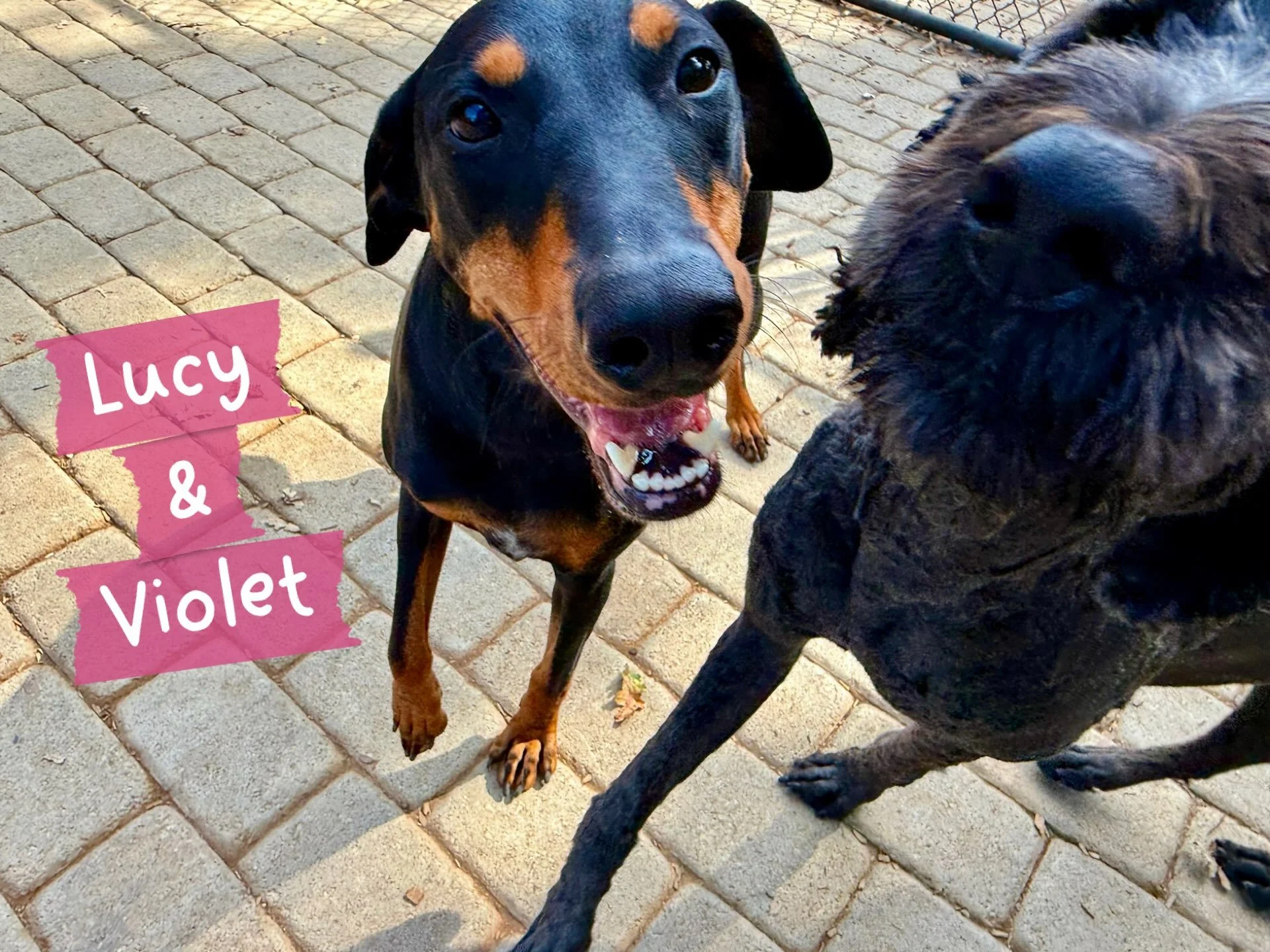 DOGS OF THE DAY! 8-14-26. This beautiful Doberman, Lucy, is a very lucky dog indeed! First, she was adopted by her very loving family from a rescue that helped bridge the gap between where she was and where she was meant to be. Then, her new family e
