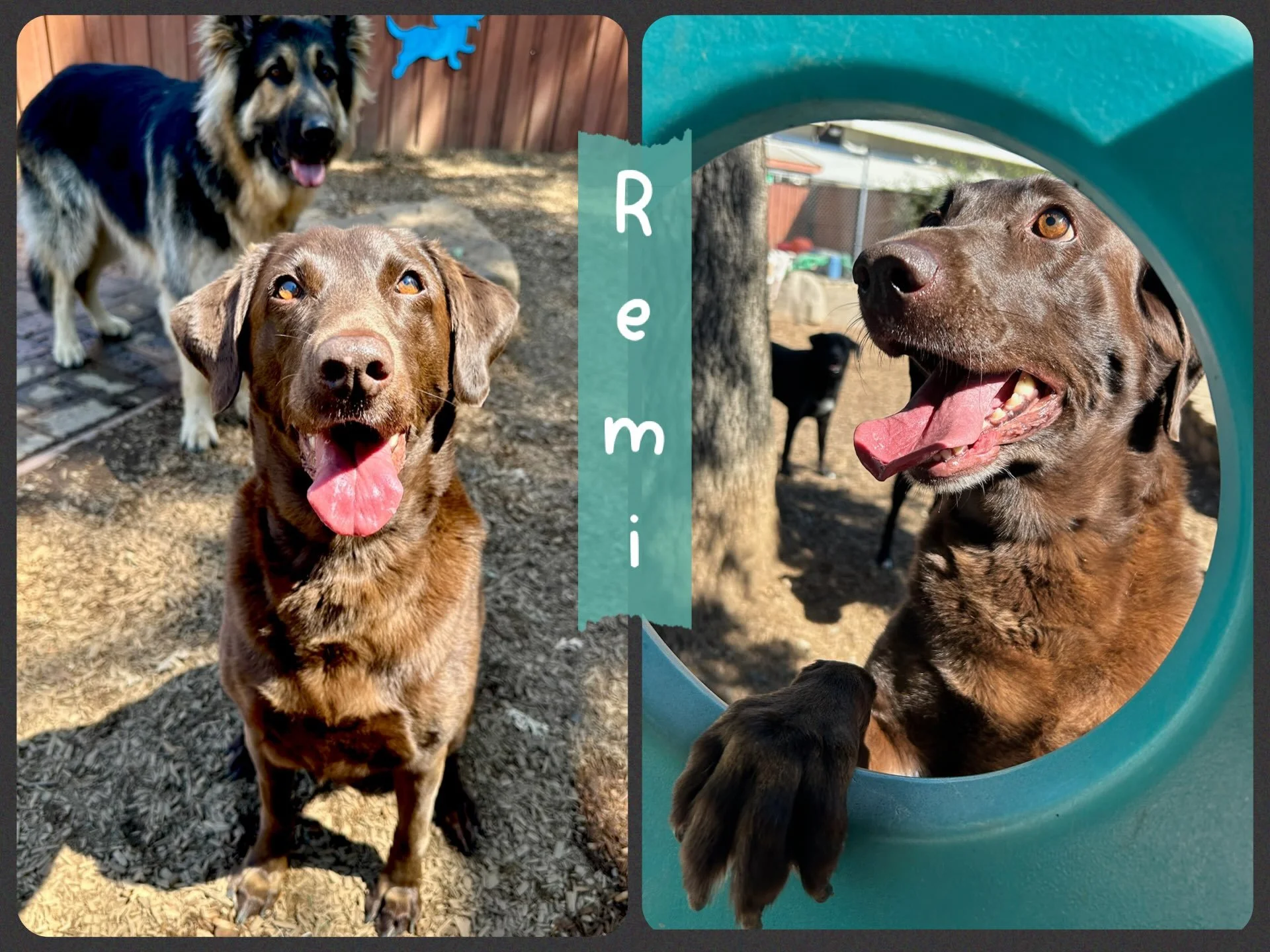 DOG OF THE DAY! 8-15-26. Remi, this charming chocolate lab, is one of those dogs who reminds us how fast time flies. We first met this gorgeous gal over 8 years ago, when she was a teenager enrolled, with her dad, in our foundation training program. 
