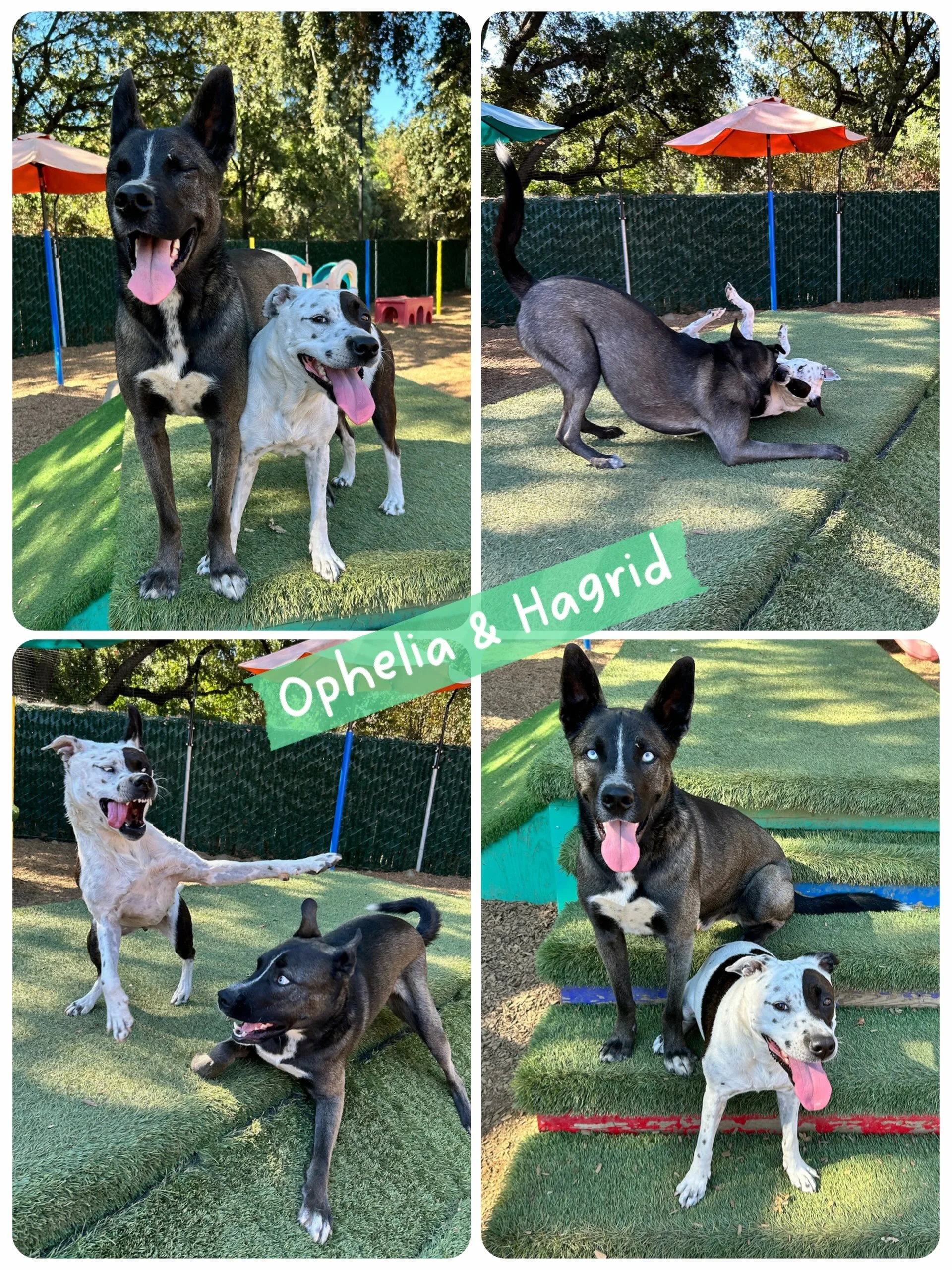 DOGS OF THE DAY! 8-16-26. Aren&rsquo;t Hagrid and Ophelia the cutest couple?! Clearly, the answer is &ldquo;YES!&rdquo;

You&rsquo;ve previously met Hagrid, our gorgeous, gallumpity huskyish mix. He&rsquo;s a core member of the PEP camp crowd and an 
