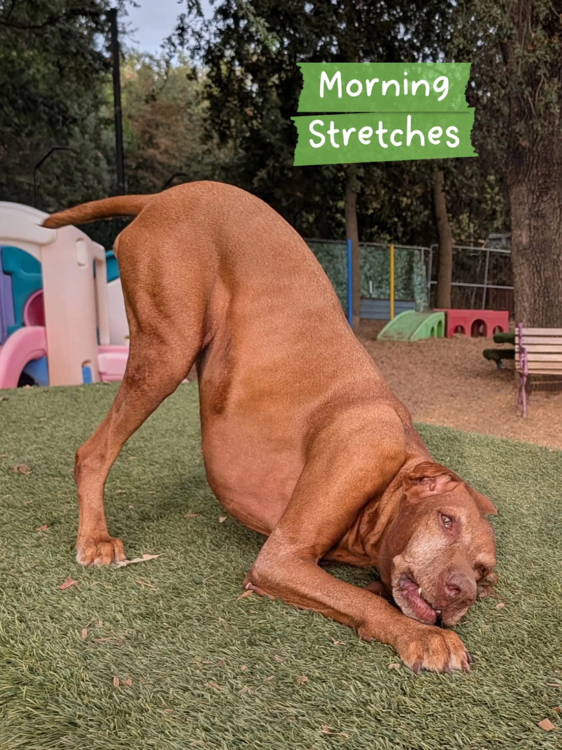 Good Morning, World! Happy Monday to All! PEP Camper, Belle, is here to remind you to do your morning stretches! 

#morningstretches #vizsla #canineconnection #mondaymorning #chicoca