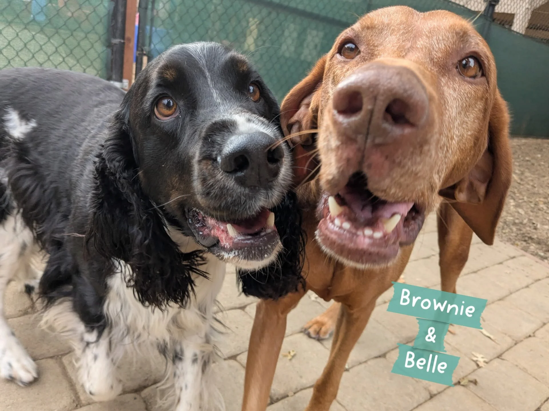 DOGS OF THE DAY! 8-17-26. Brownie and Belle, they go together like peanut butter and jelly, the perfect complement to one another. Belle, the dazzling vizsla, has been one of our VIP (Very Important Pooch) vacationers for many years. Brownie, the dar