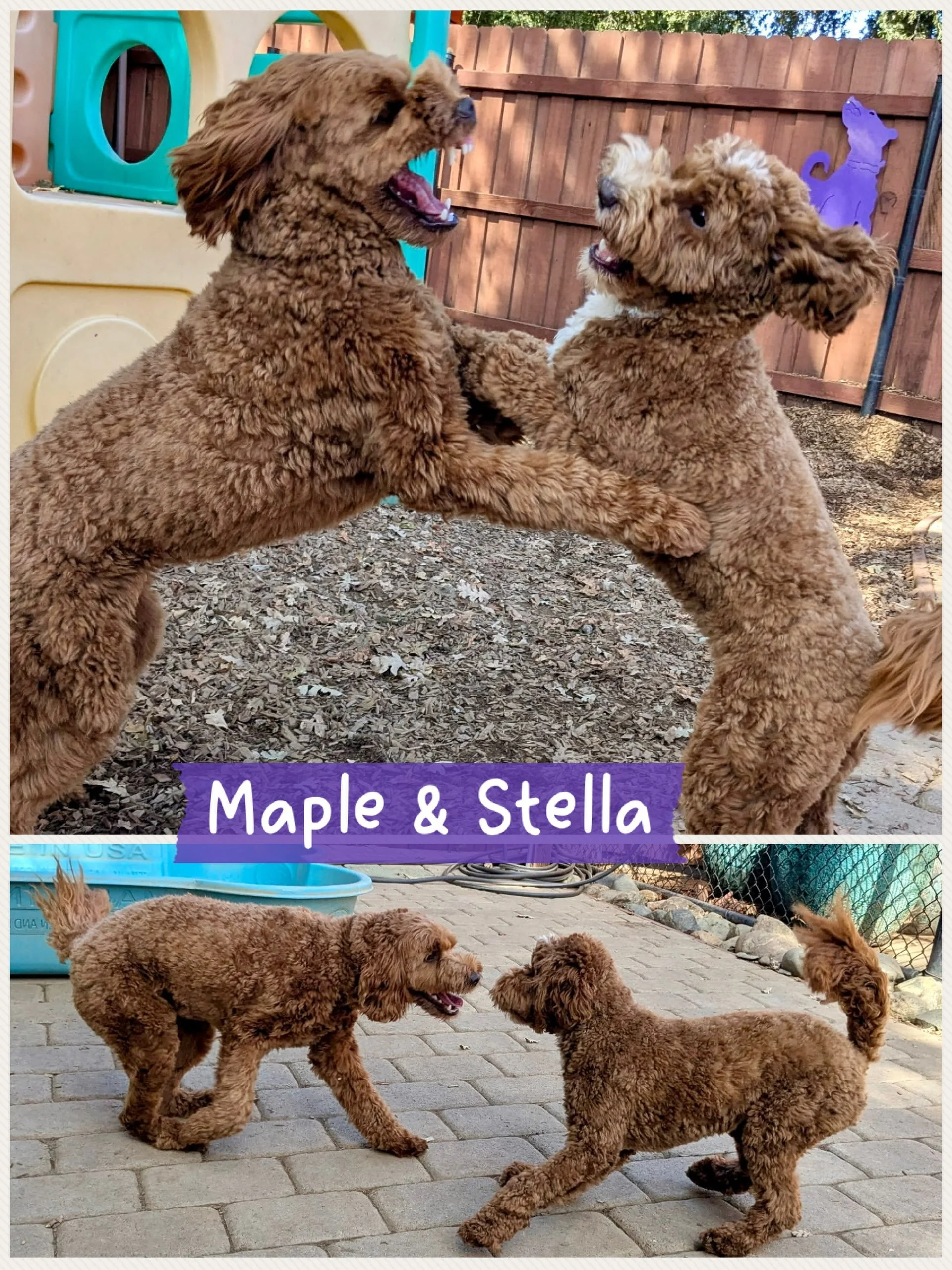 DOGS OF THE DAY! 8-18-26. Who&rsquo;s who? Hard to tell! Meet Maple and Stella, two doodle darlings who are cut of the same cloth. They look alike and play alike and, but for the white on Stella, it&rsquo;s hard to tell who&rsquo;s who with this blur
