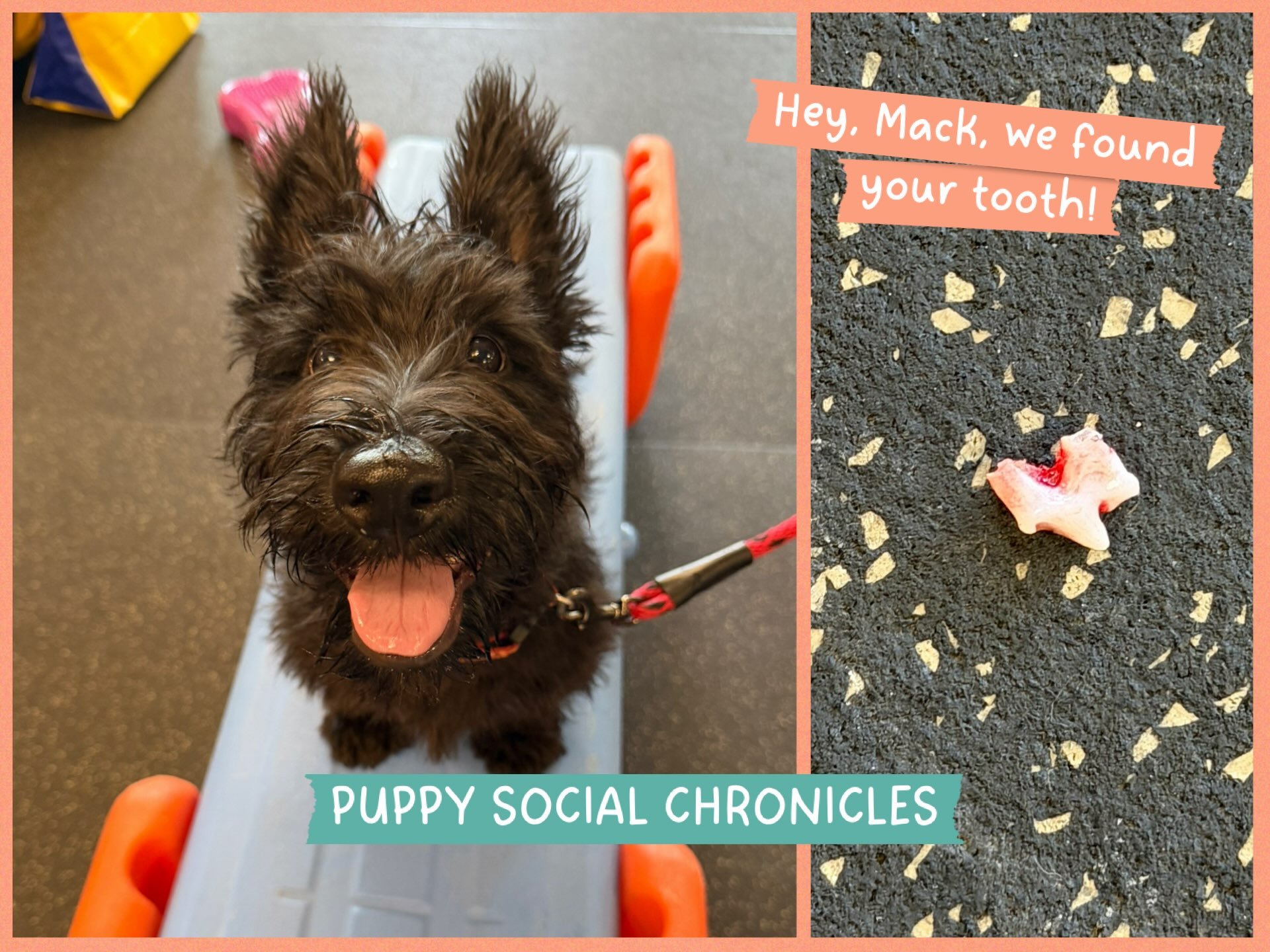 Lost teeth, found friends, lost fear, found confidence, misplaced toys, found more&hellip;. It&rsquo;s all part of our Puppy Social hour at The Canine Connection in Chico, California! 🧡🐾

#positivepuppytraining #puppykindergarten #puppysocial #cani