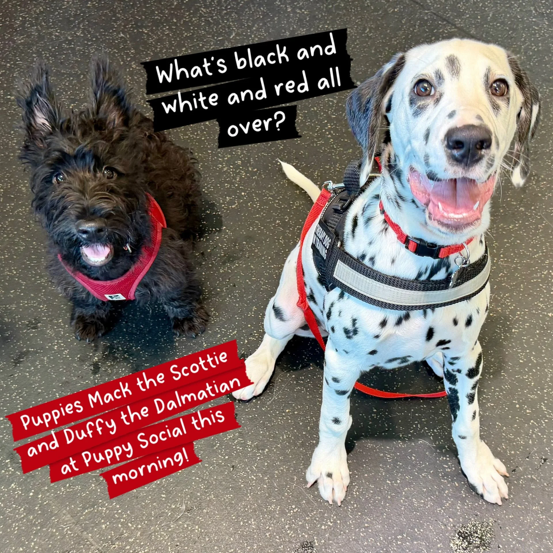 If it&rsquo;s Saturday, it&rsquo;s PUPPY SOCIAL time! 

#thecanineconnection #chicocanineconnection #puppysocial #puppykindergarten #puppytraining