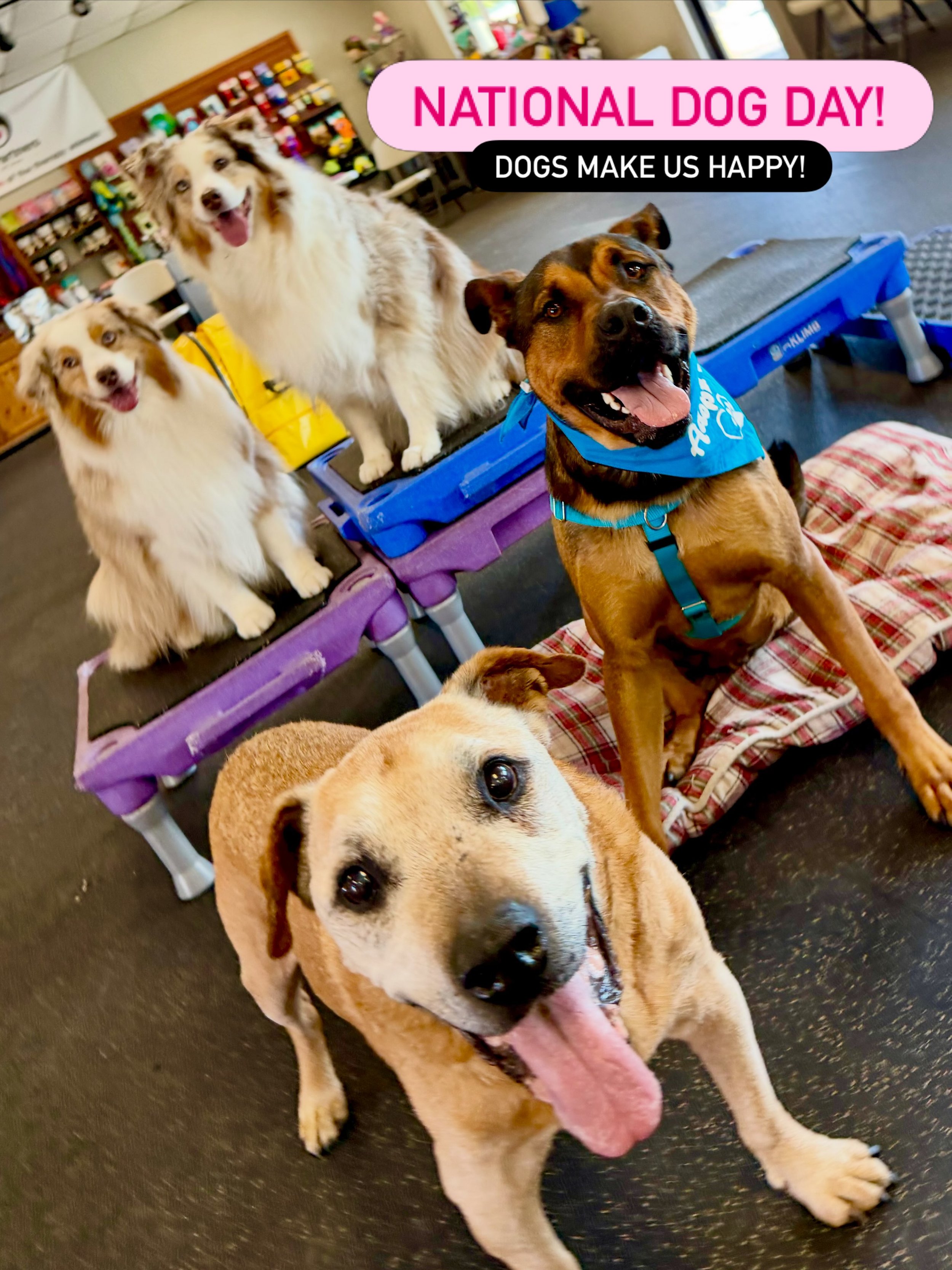 Join foster boy, Reggie, and our founder, Sarah&rsquo;s, dogs - Minnie, Moxie, and Rudy! - in celebrating NATIONAL DOG DAY! But really, isn&rsquo;t every day National Dog Day?! Yes!

#nationaldogday #canineconnection #chicoca #positivedogtraining #we