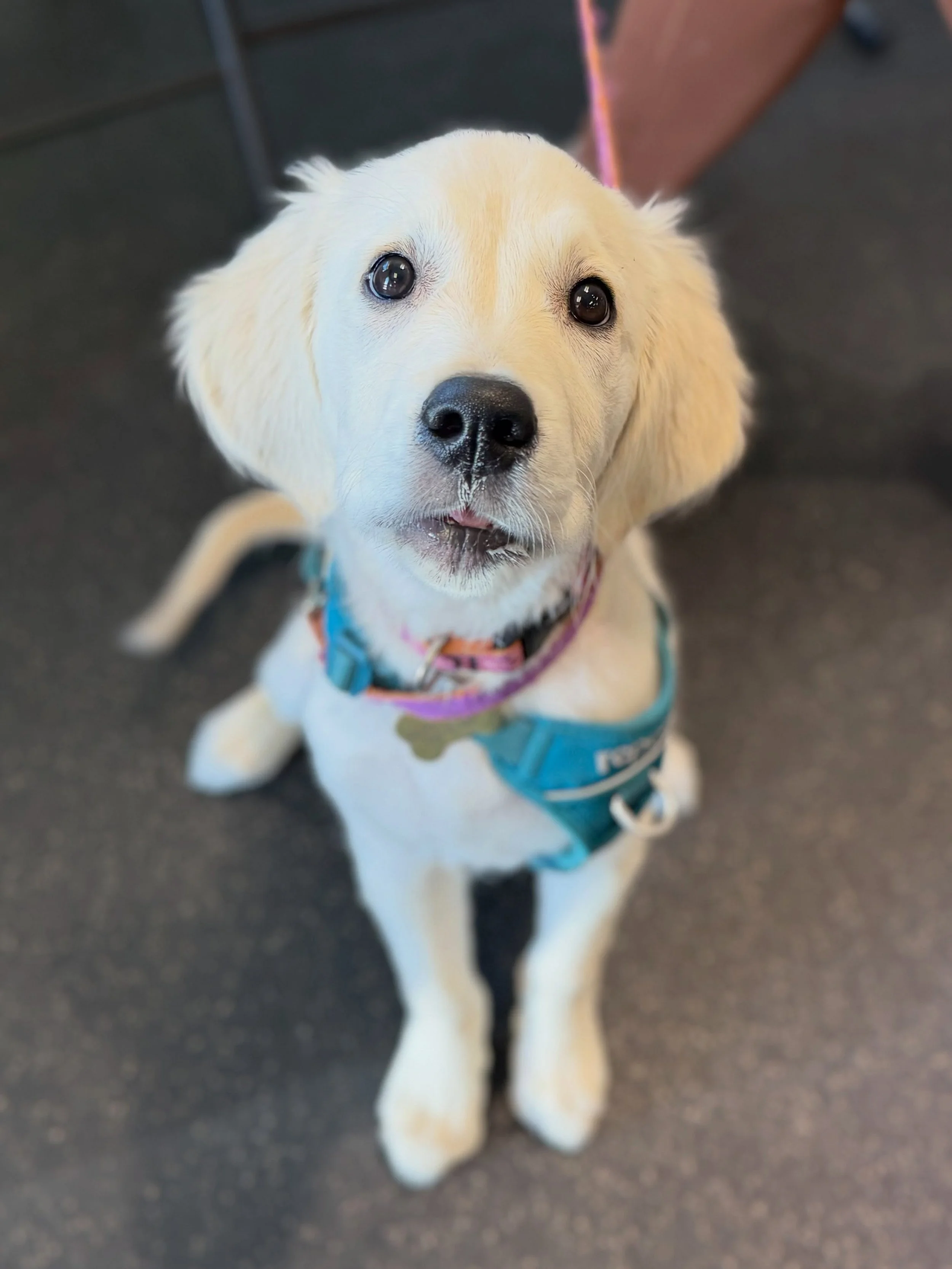 And they&rsquo;re off! Meet our new Saturday students, some puppies, some a bit older, all eager to learn and all with the most dedicated, loving families. We&rsquo;re already so impressed by, and proud of, this new group and can&rsquo;t wait to see 