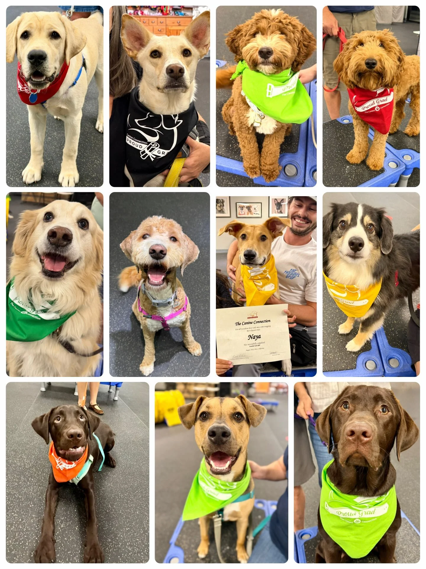 🙌 We had such a super fun August at our training academy - fantastic students (puppies, dogs, and families!), fun classes, and so much celebration. 

🐶 Enjoy this line-up of August grads from these group classes: Puppy Kindergarten, Essential Life 