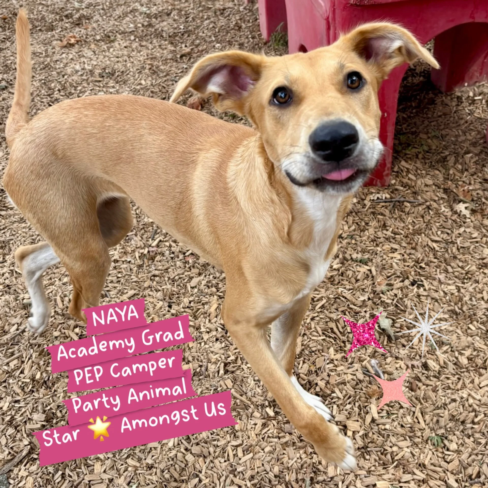 DOG OF THE DAY! 9-1-26. We took a little break on our daily DOD postings but on this first day of September, we&rsquo;re back! We hope you enjoy daily practice of introducing the dogs that are at the heart of The Canine Connection community!

Today, 