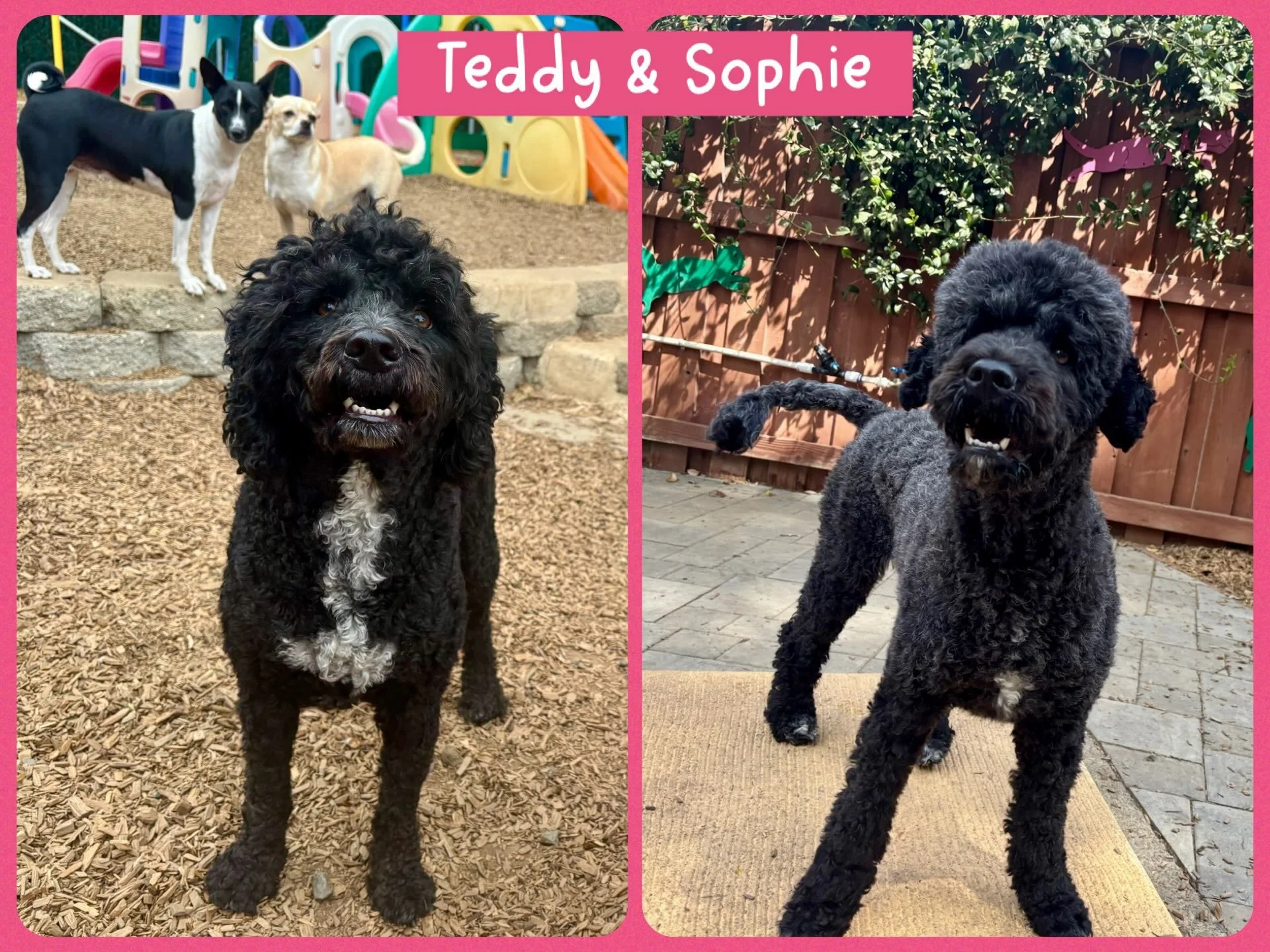 These lookalikes are today&rsquo;s DOGS OF THE DAY (9-3-26). Teddy (left) and Sophie (right) were both at our resort today and at times we had to do a double-take to be sure who was who! What&rsquo;s interesting about this duo is that while they look