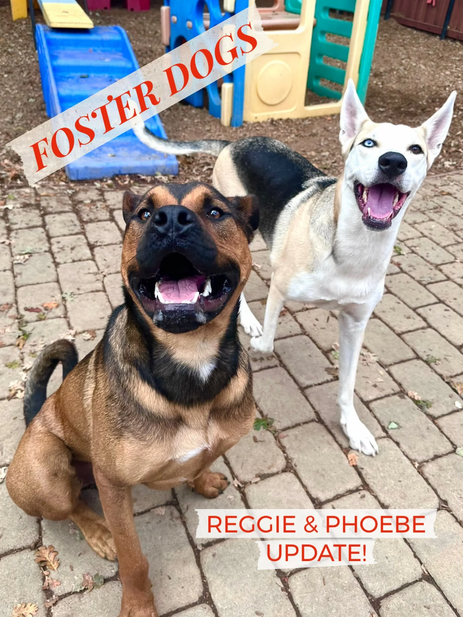 ❤️ Reunited today at our resort&hellip; FORMER foster girl, Phoebe (right), and CURRENT foster dude, Reggie! 

💜 Phoebe was adopted by Alina, one of our great teammates. We love this because Phoebe and Alina grew to be best friends while Phoebe was 
