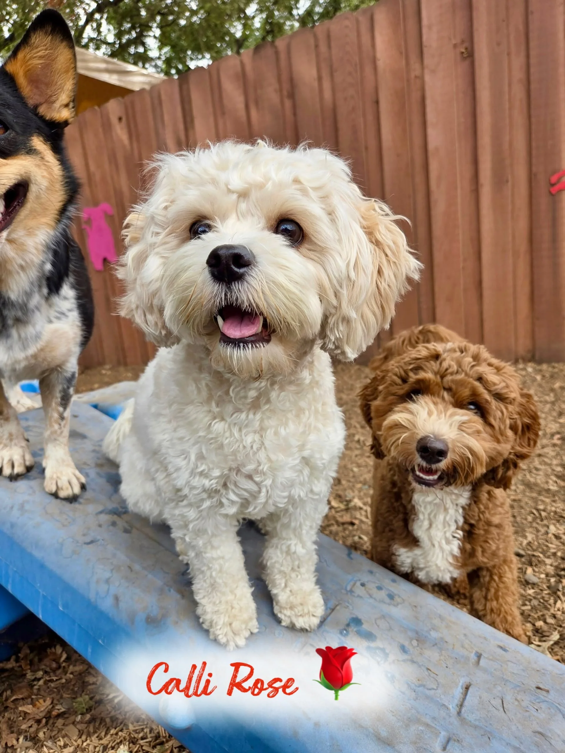 All dogs are amazing. Some are amazingly cute and that would include our PEP Camper, Calli Rose, who is our September 4 DOG OF THE DAY (9-4-26). This little diva graduated from our foundations training course, Essential Life Skills, then came on over