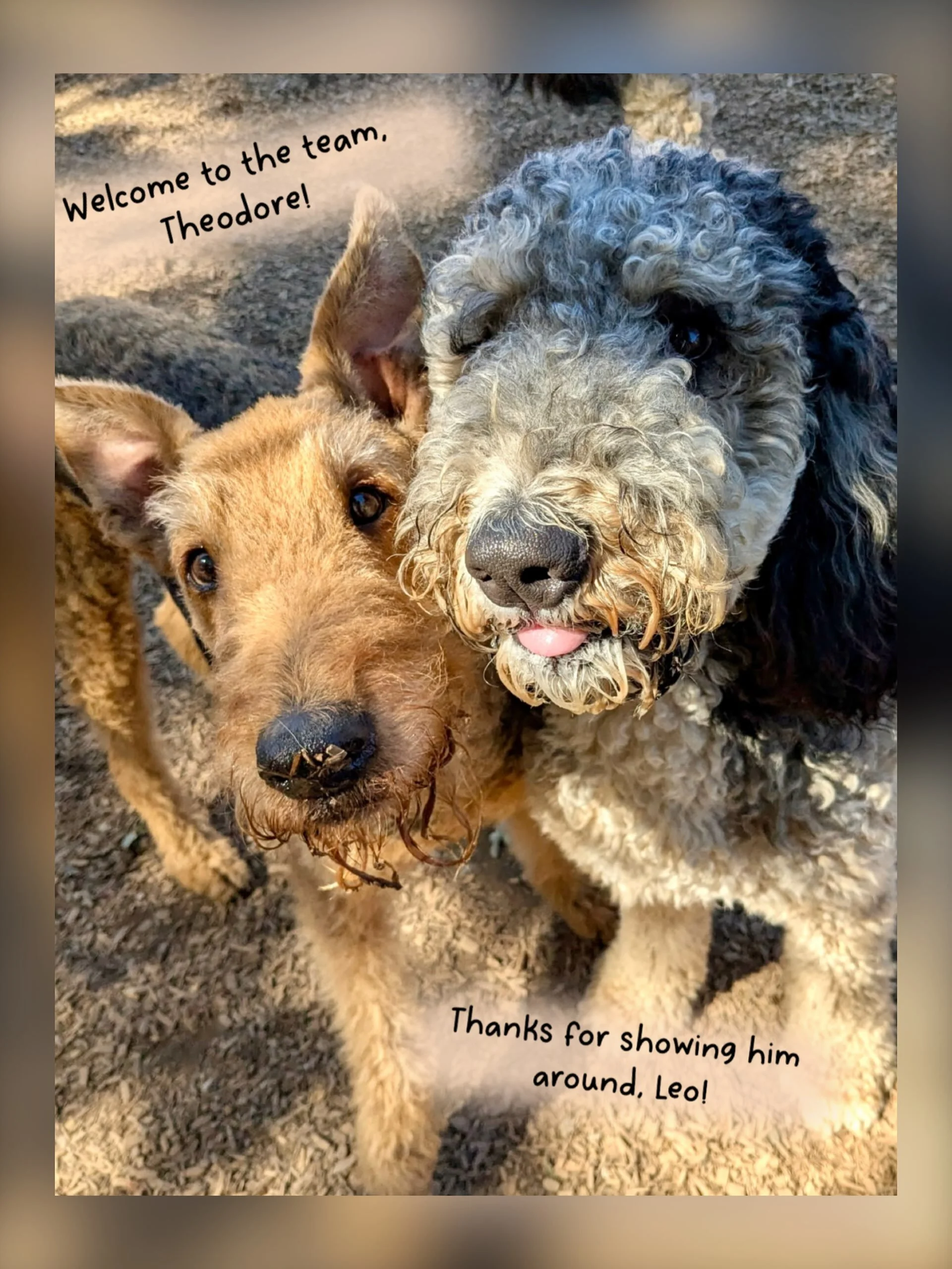 We knew we needed an Airedale to round out the PEP Camp crew! So when Theo walked in for his eval today, we felt like the mix of dogs and breeds in our program was complete. Cuz, who are we, really, if we don&rsquo;t have an Airedale in our midst?

T