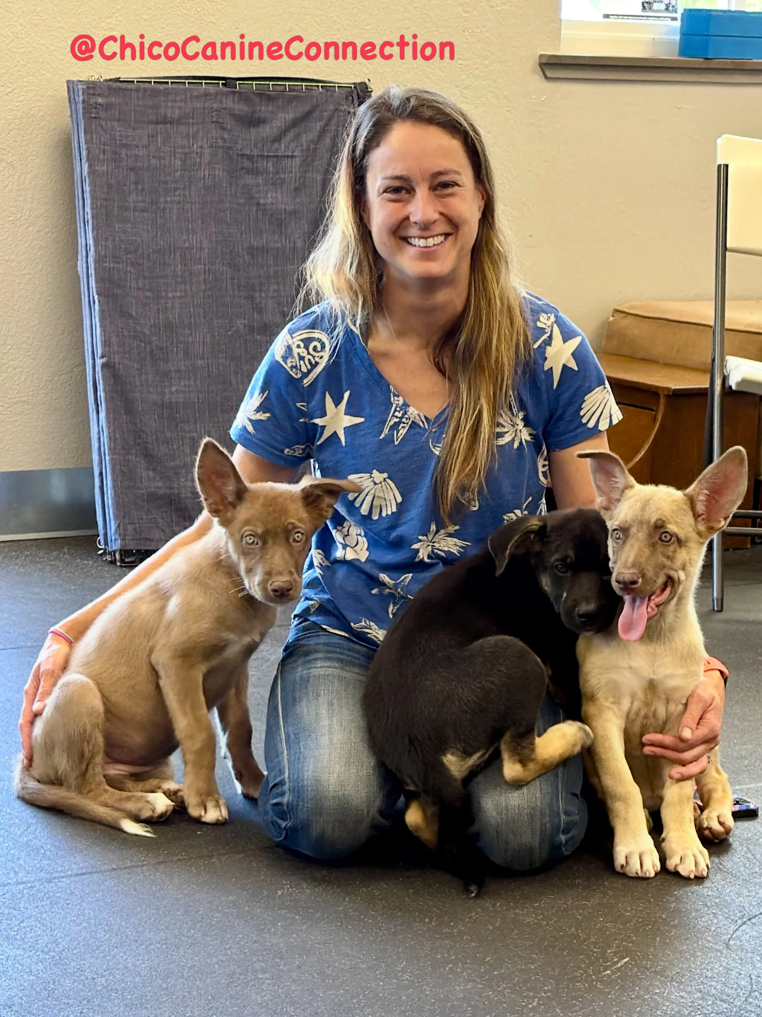 Our terrific trainer-groomer, Deb, stepped out today with her three adorable foster puppies 🐶🐶🐶! She and they - Stevie, Joanie, and Blondie - stopped by our resort where the puppies had a spa treatment before coming on over to our academy to make 